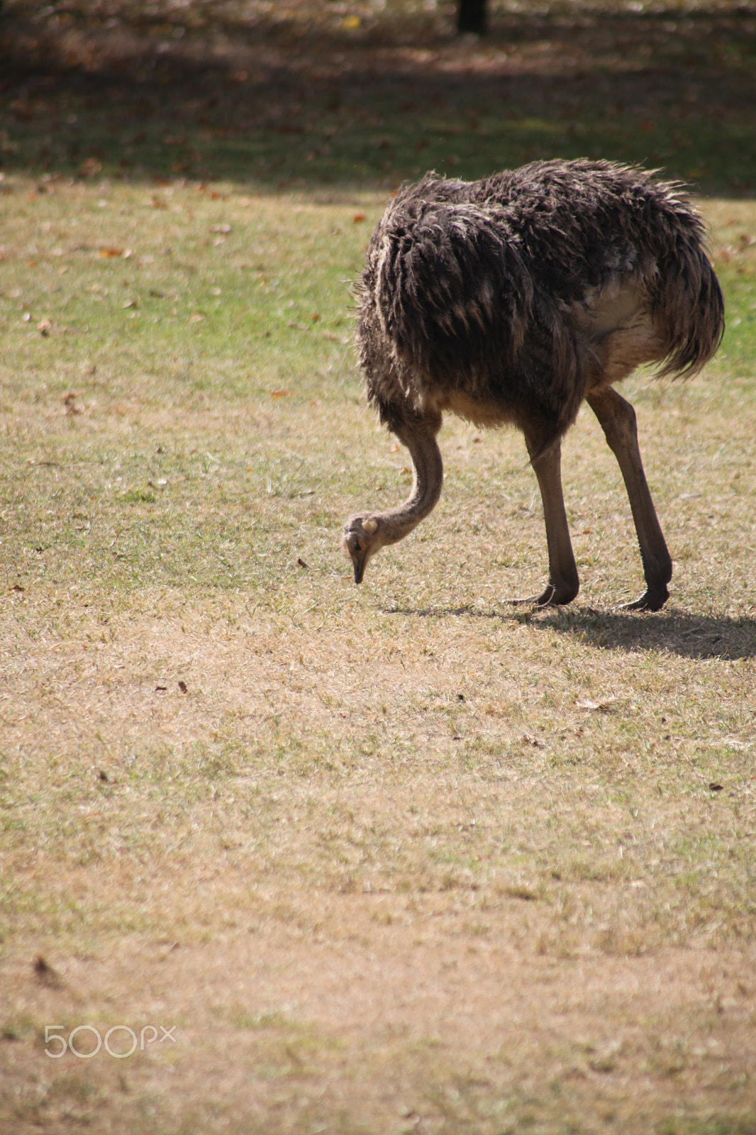Canon EOS 5D Mark II + Canon EF-S 18-200mm F3.5-5.6 IS sample photo. Ostrich, johannesburg. south africa photography