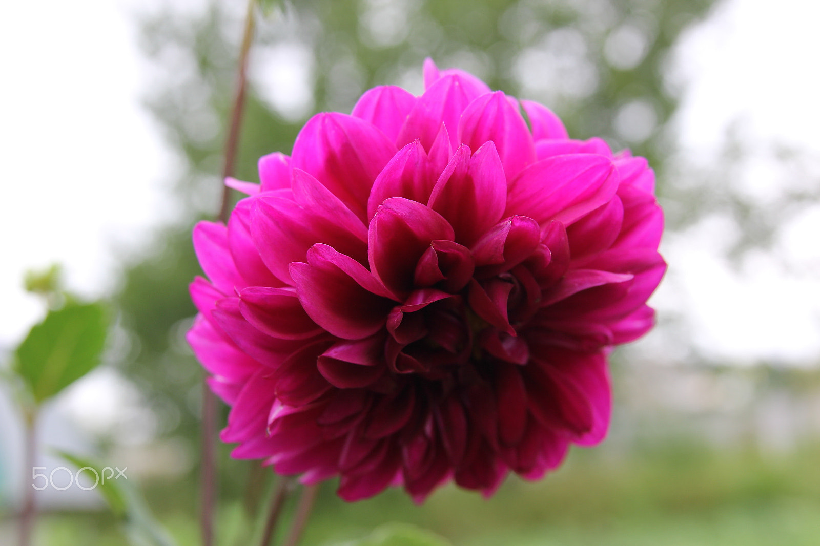 Sigma 17-70mm F2.8-4 DC Macro OS HSM sample photo. Enough ! photography
