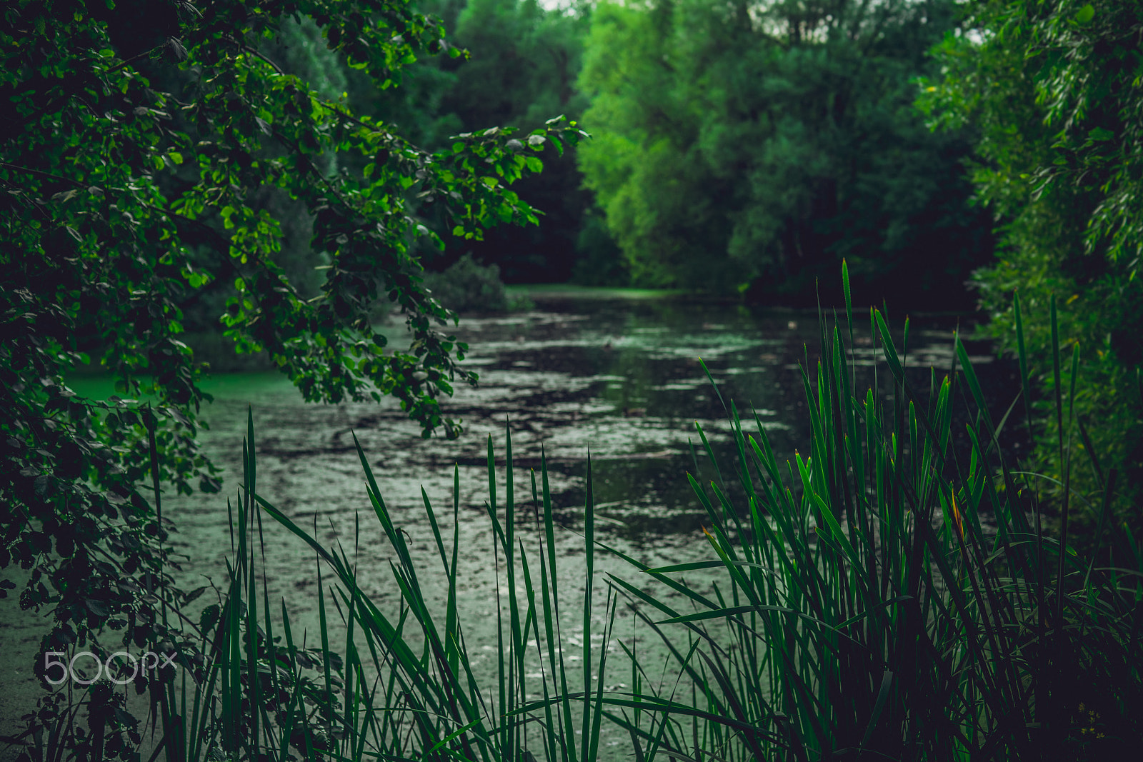 Sony a7R II + Sony 50mm F1.4 sample photo. Feelings photography