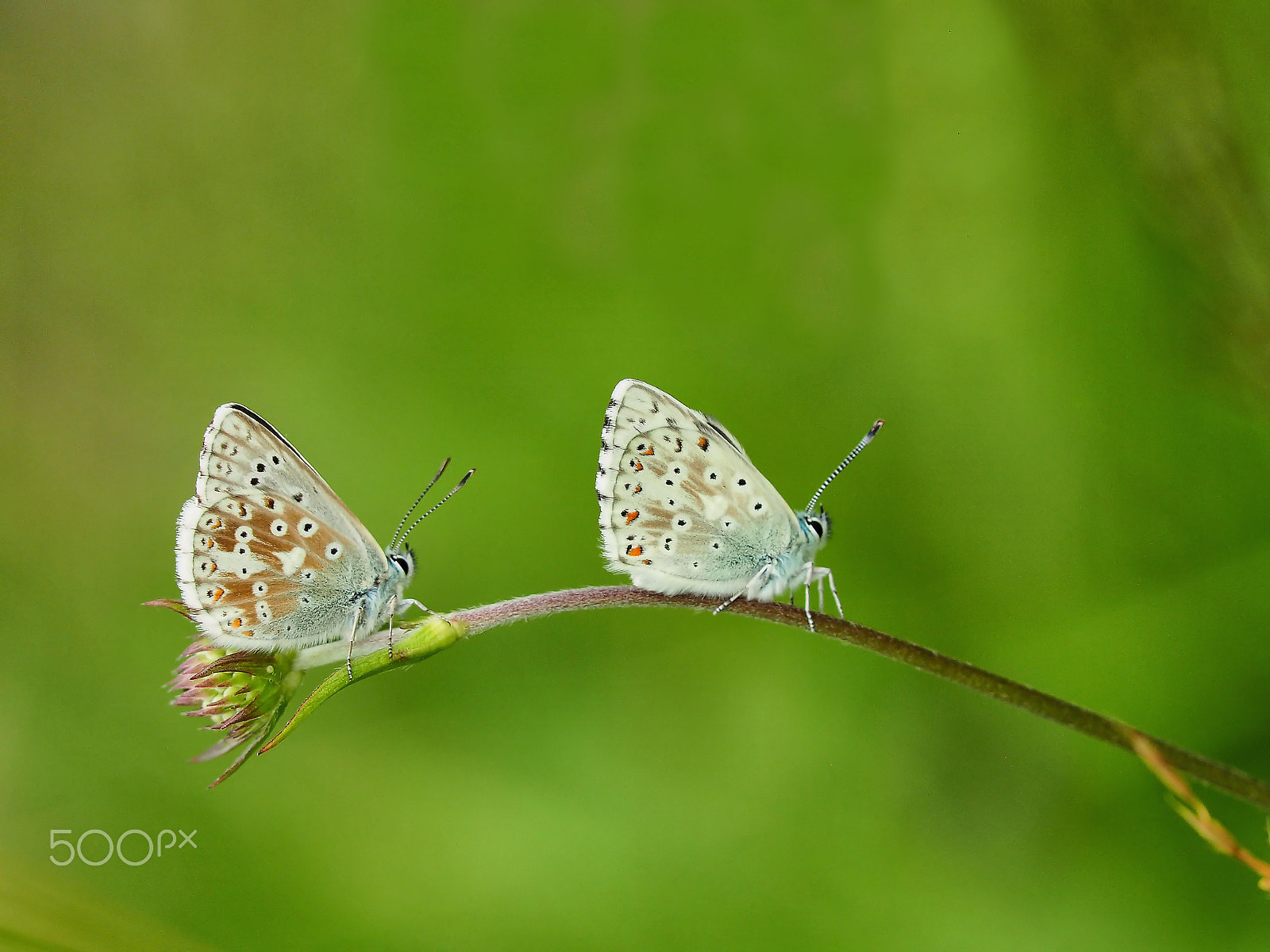 Olympus OM-D E-M5 II + Sigma 150mm F2.8 EX DG Macro HSM sample photo. Olympus digital camera photography