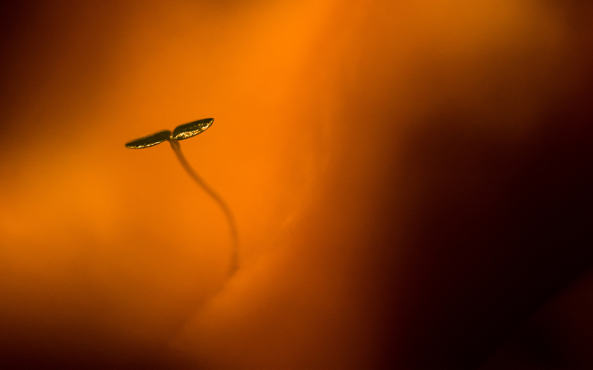 Sigma 150mm F2.8 EX DG Macro HSM sample photo. Fire within photography