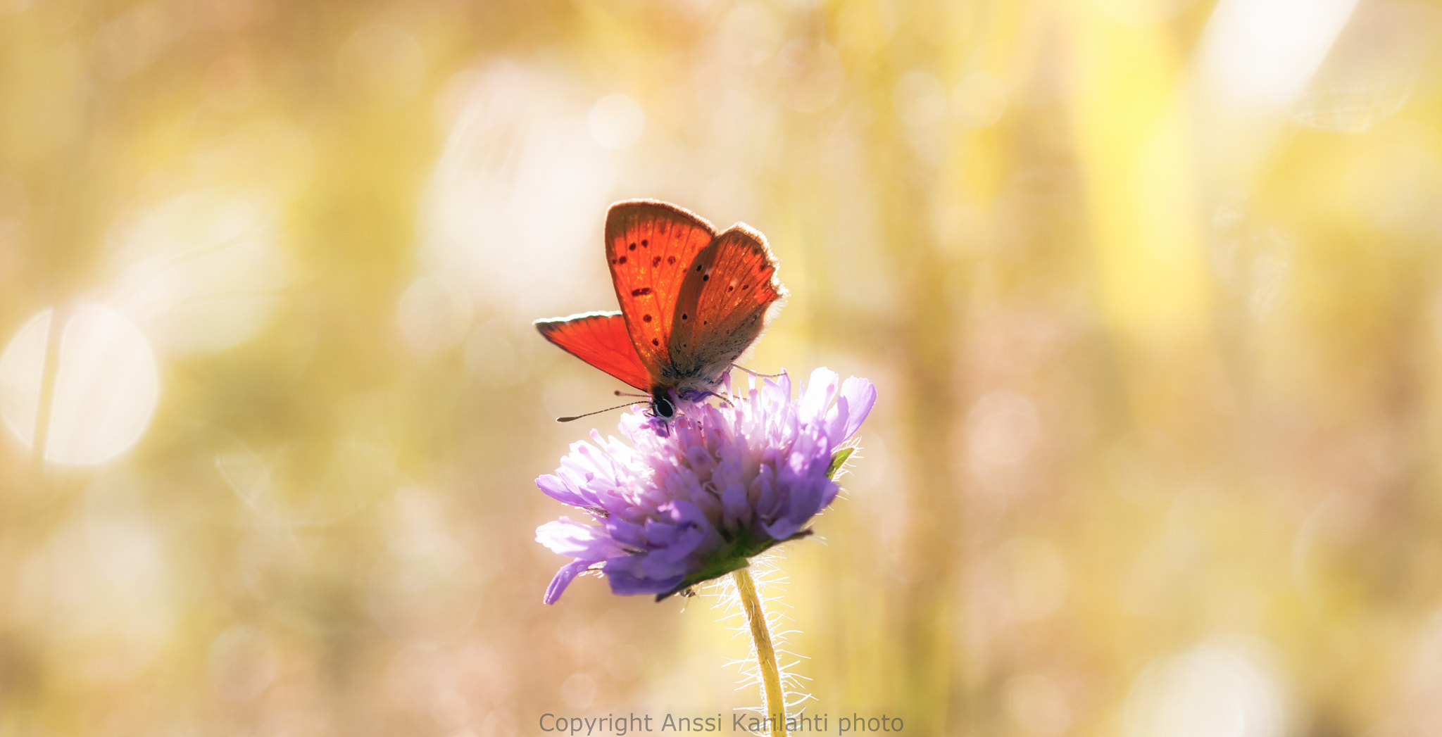 Sigma 105mm F2.8 EX DG OS HSM sample photo. In light photography