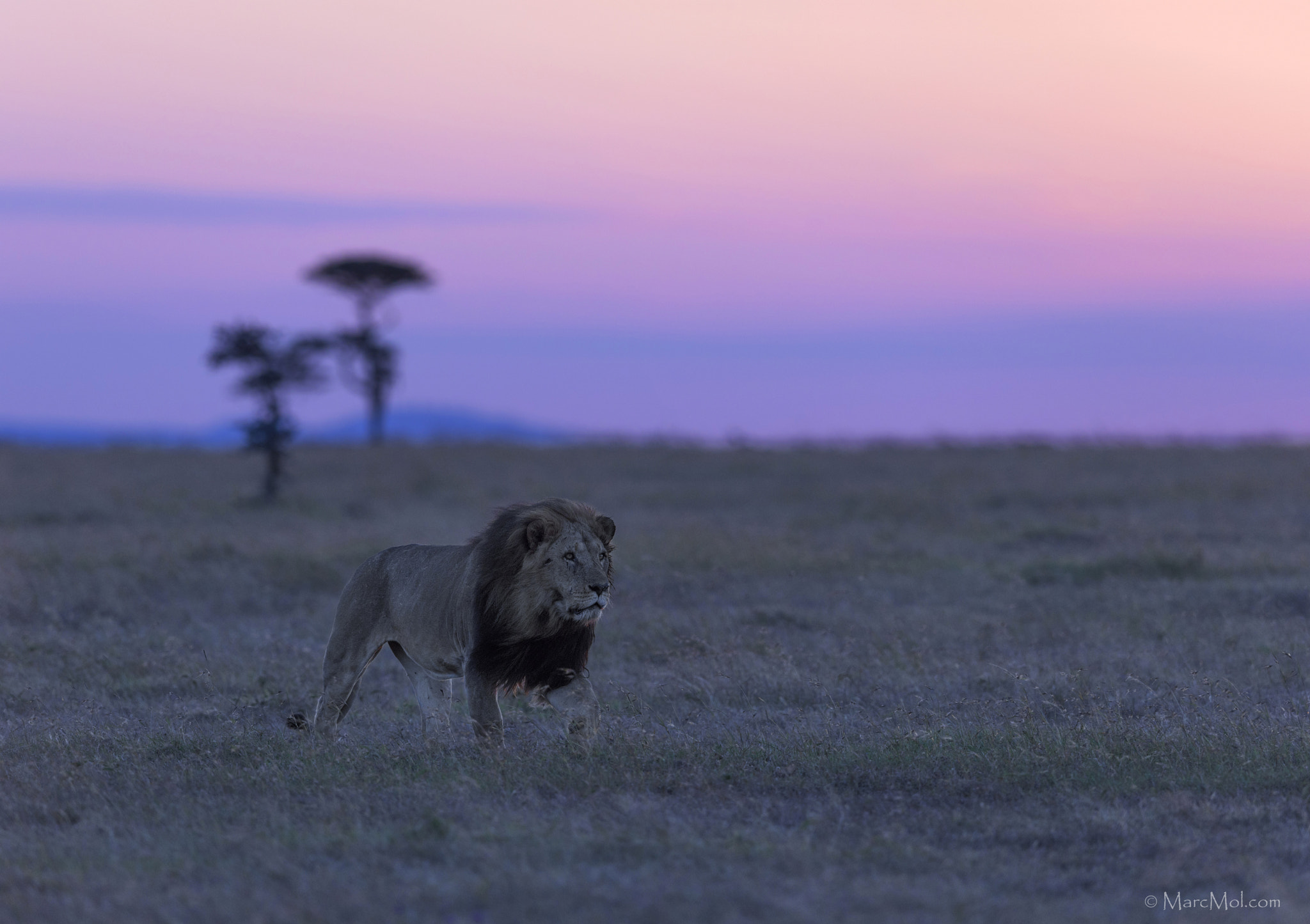 Nikon AF-S Nikkor 400mm F2.8E FL ED VR sample photo. Striding out @ dawn. photography