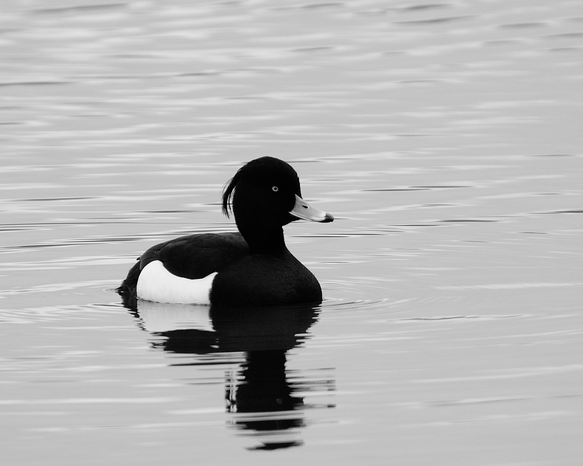 Nikon D300 sample photo. Goldeneye photography