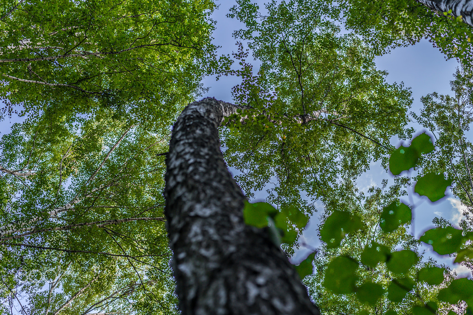 Sony 50mm F1.4 sample photo. Look up photography