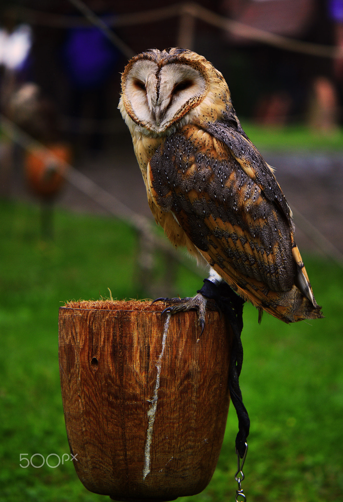 Nikon AF-S DX Micro-Nikkor 85mm F3.5G ED VR sample photo. Owl in malbork castle photography