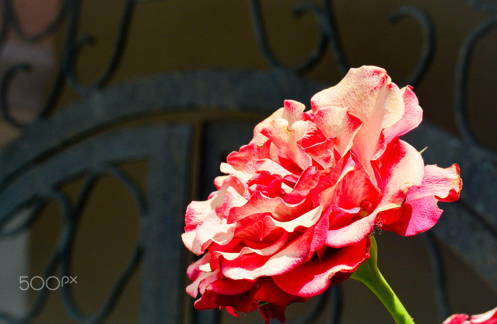 Sigma 18-250mm F3.5-6.3 DC OS HSM sample photo. Rose photography