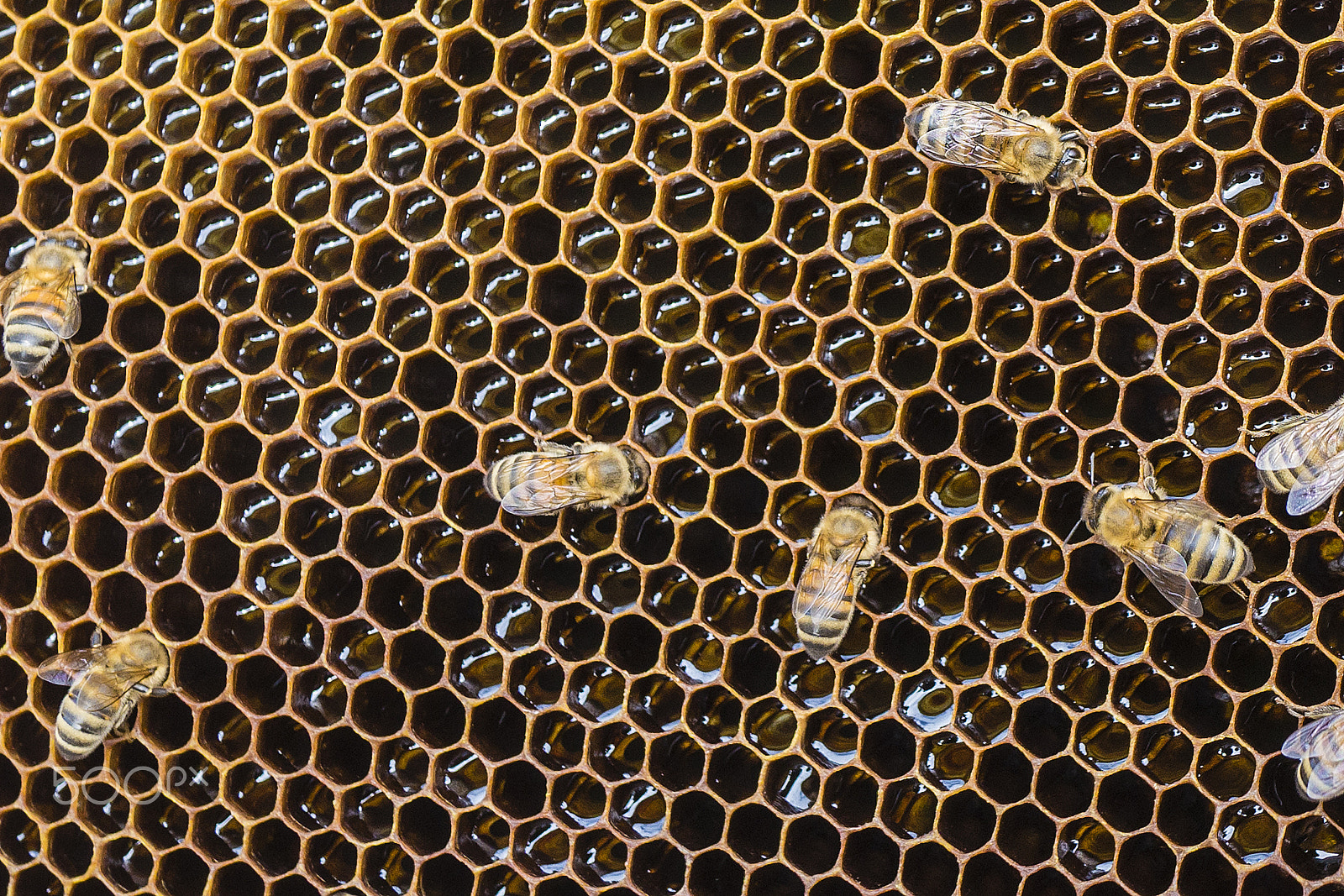 Sony Alpha a99 sample photo. Bees. photography