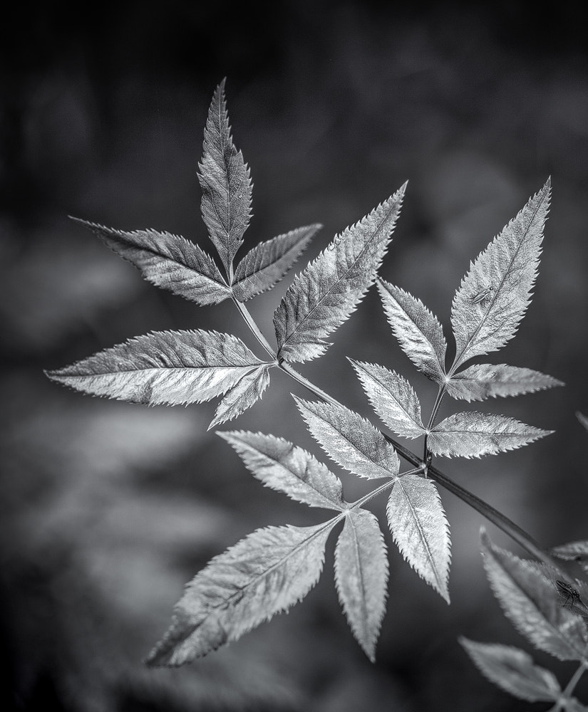 Sigma 105mm F2.8 EX DG Macro sample photo. Leaves photography