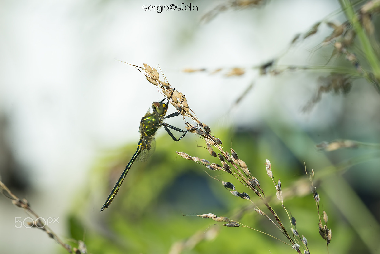 Nikon D610 + Sigma 150mm F2.8 EX DG Macro HSM sample photo. Metallica in the meadow______ photography