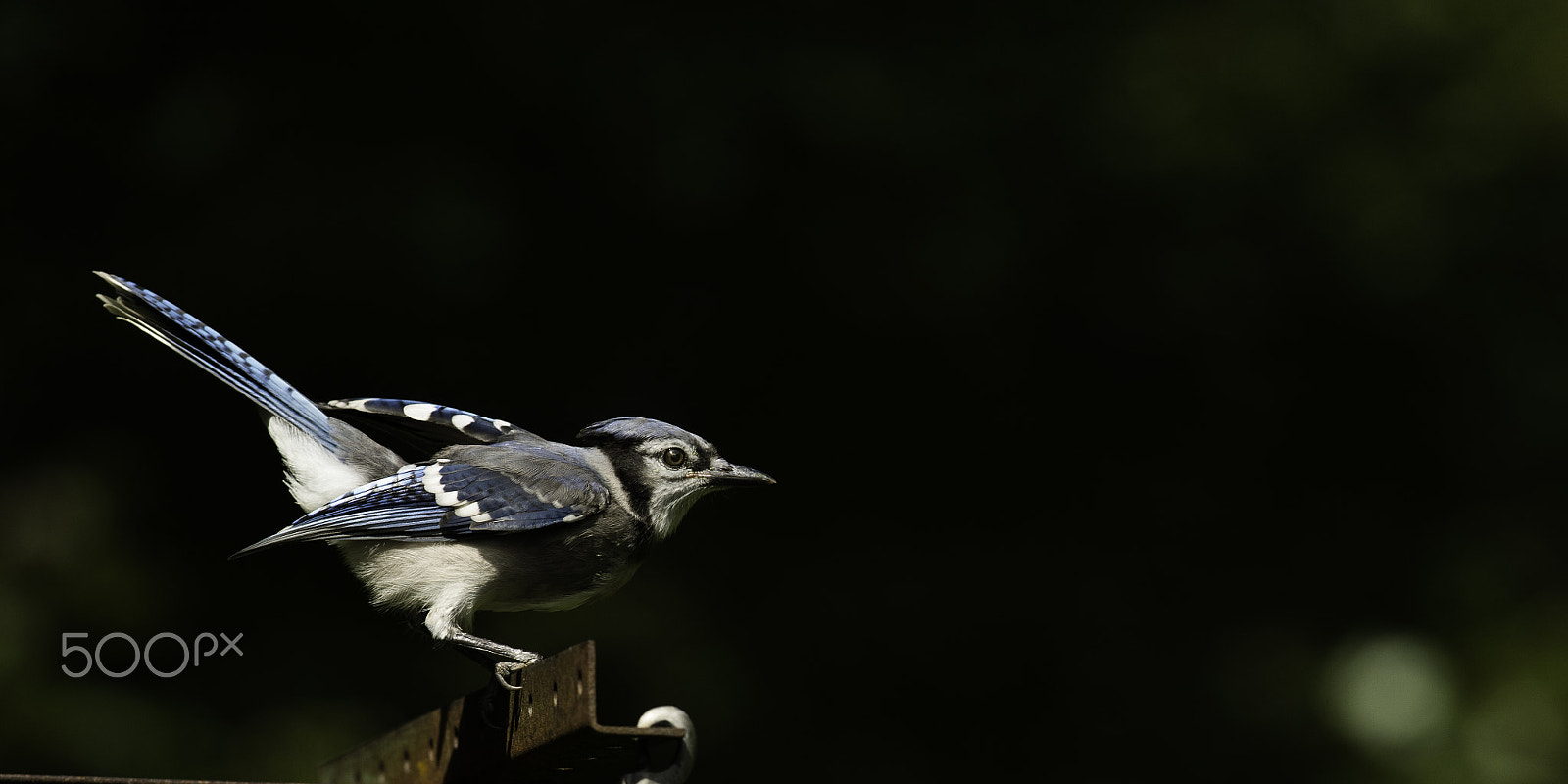 Nikon D4 + Nikon AF-S Nikkor 300mm F4D ED-IF sample photo. Geai bleu per photography