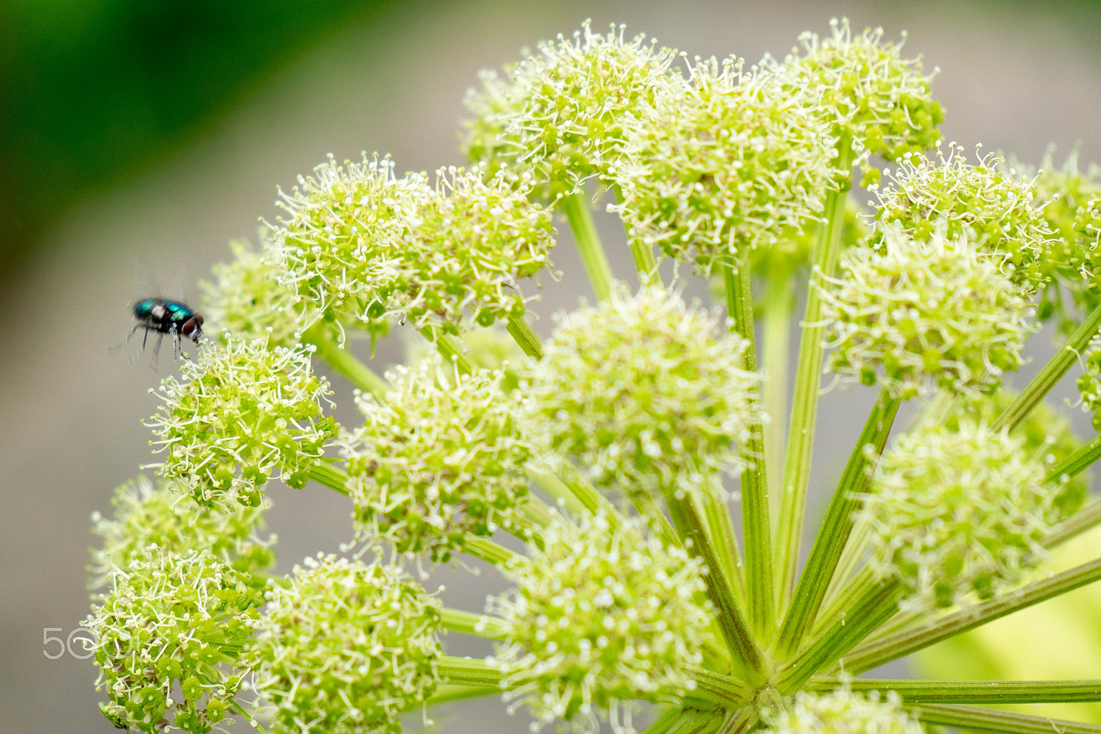 Sony E 55-210mm F4.5-6.3 OSS sample photo. Fly and flower photography