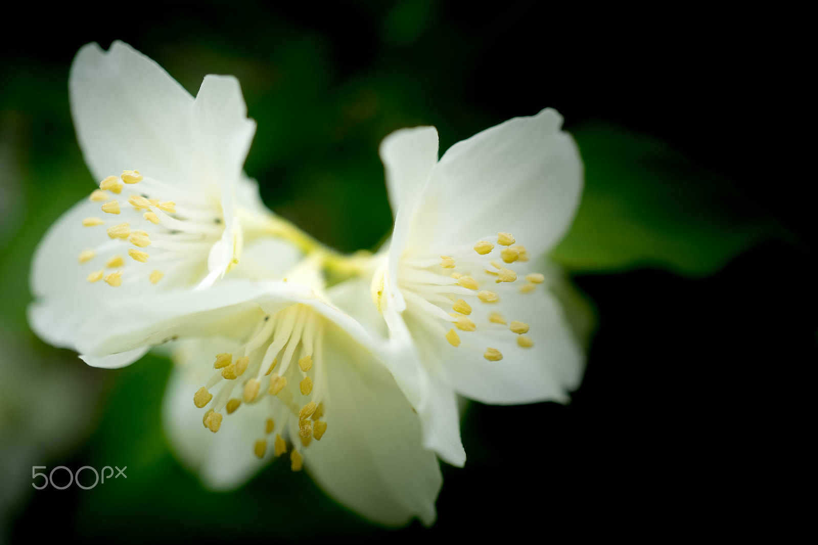 Sony a7 II + Sony E 30mm F3.5 Macro sample photo. Jasmine photography