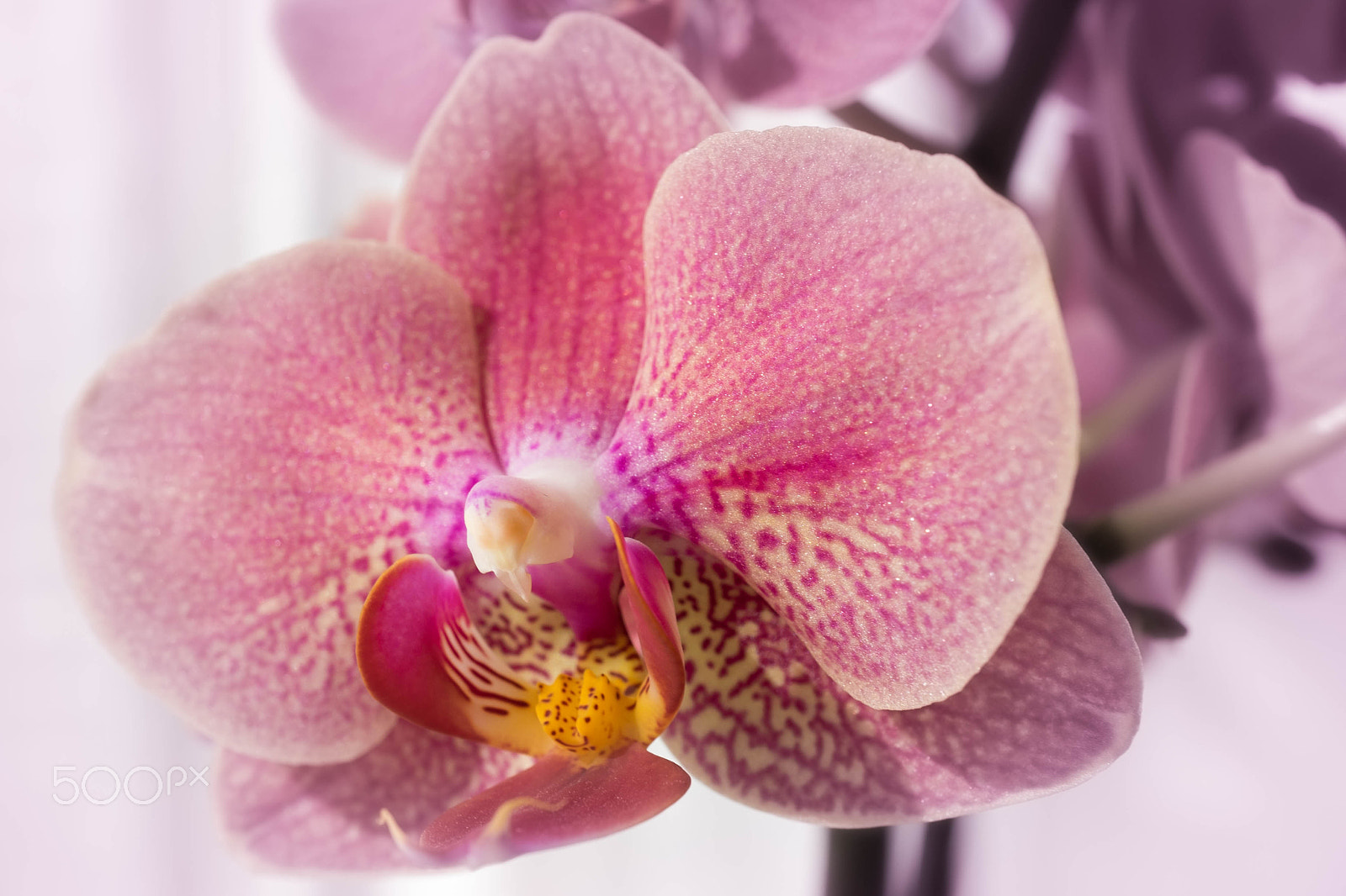Sony a7 II + Sony E 30mm F3.5 Macro sample photo. Orchid in morning light photography