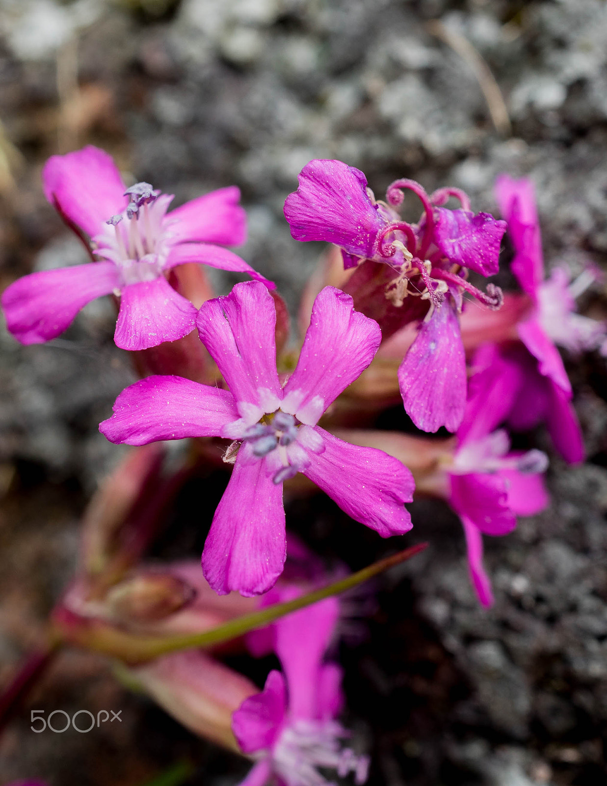 Sony a7 II + Sony E 30mm F3.5 Macro sample photo. Flower on rocks photography