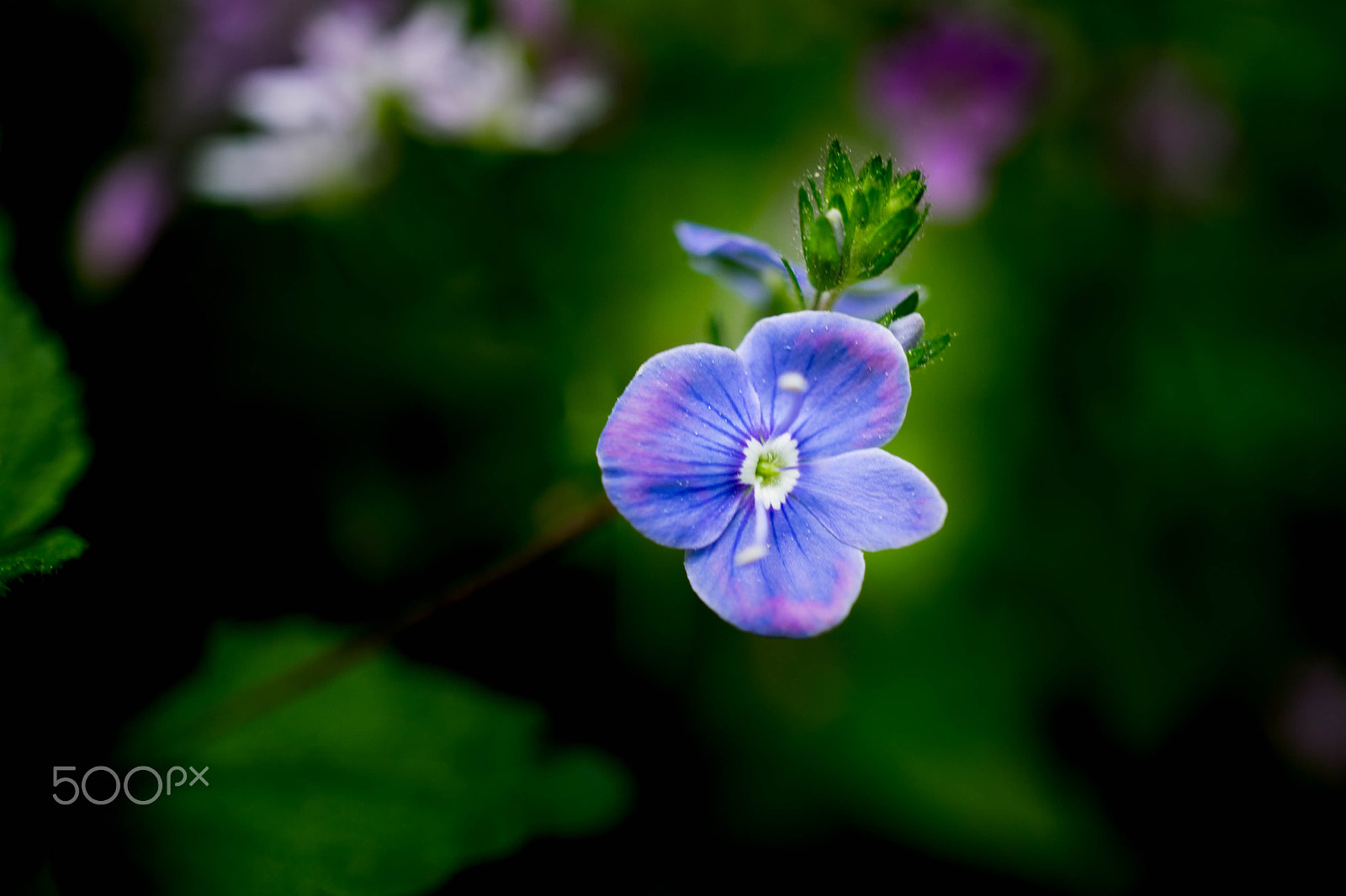 Sony a7 II + Sony E 30mm F3.5 Macro sample photo. Blue flower photography