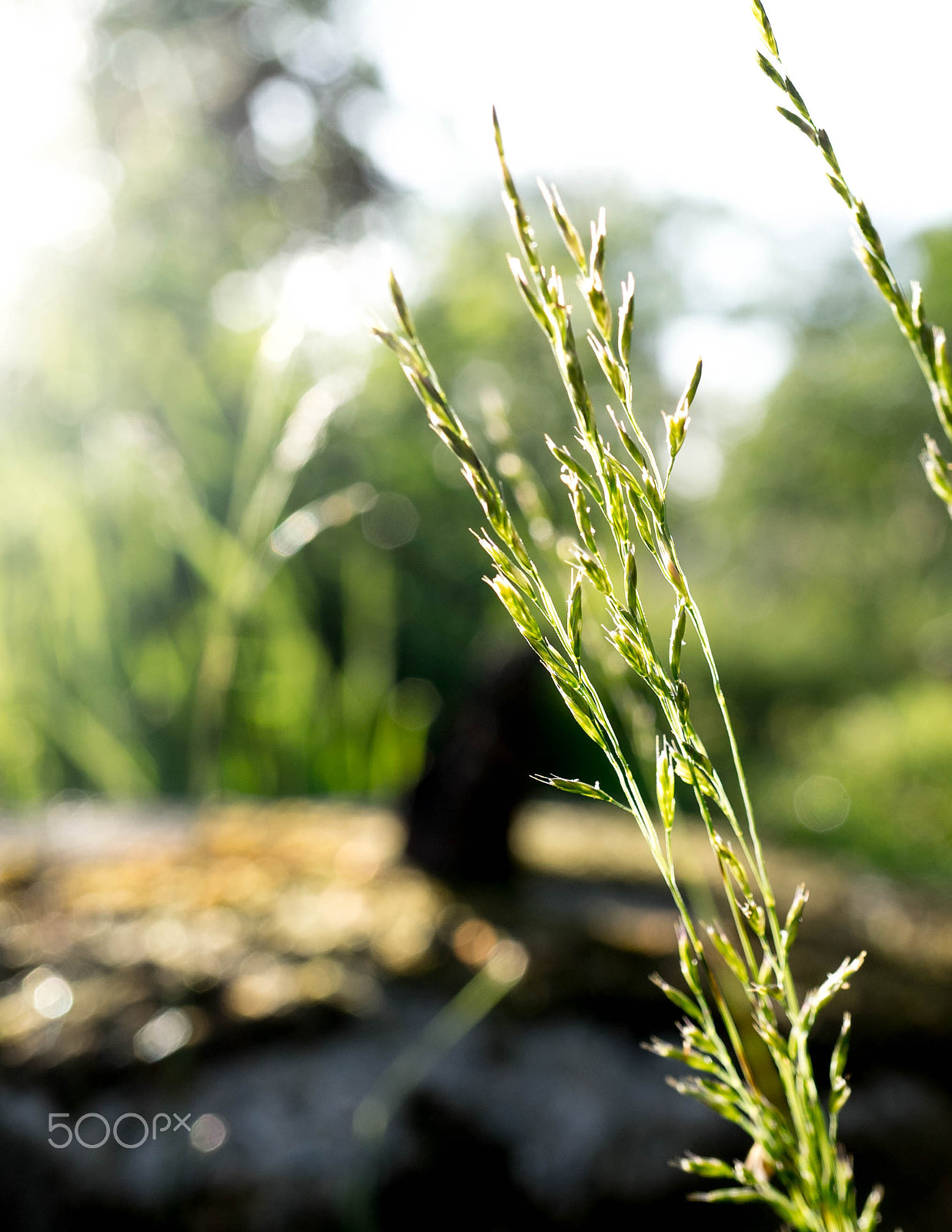 Sony a7 II + Sony E 30mm F3.5 Macro sample photo. Grass in morning sunlight photography