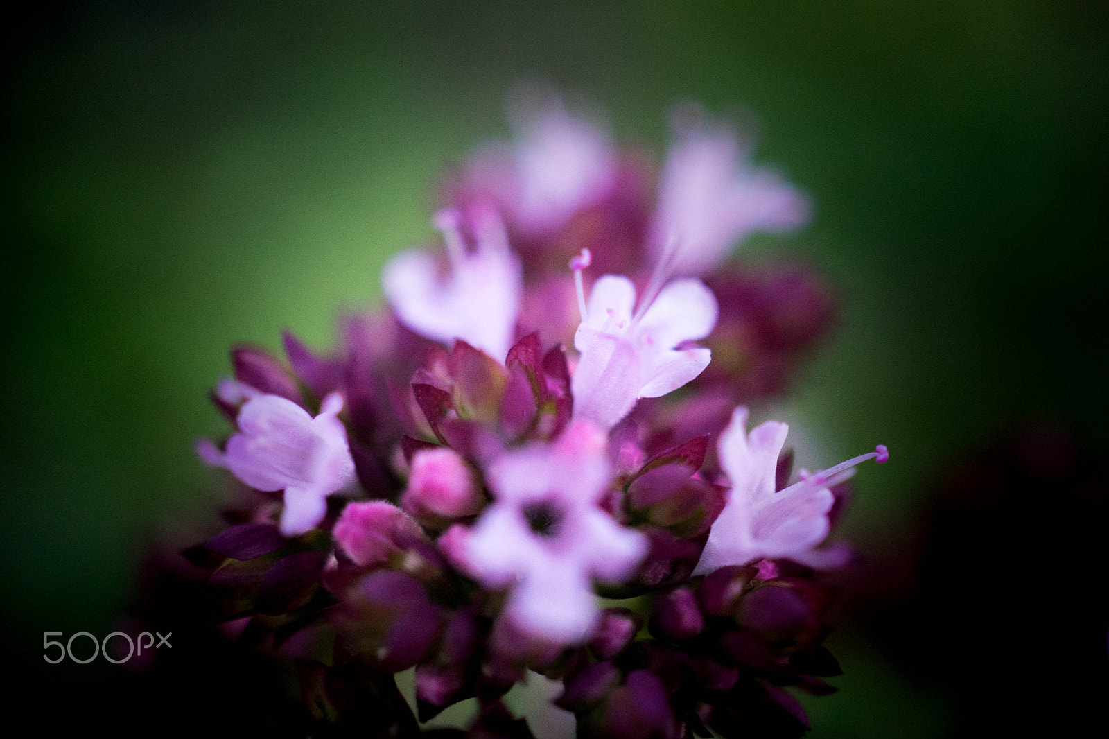 Sony a7 II + Sony E 30mm F3.5 Macro sample photo. Oregano photography