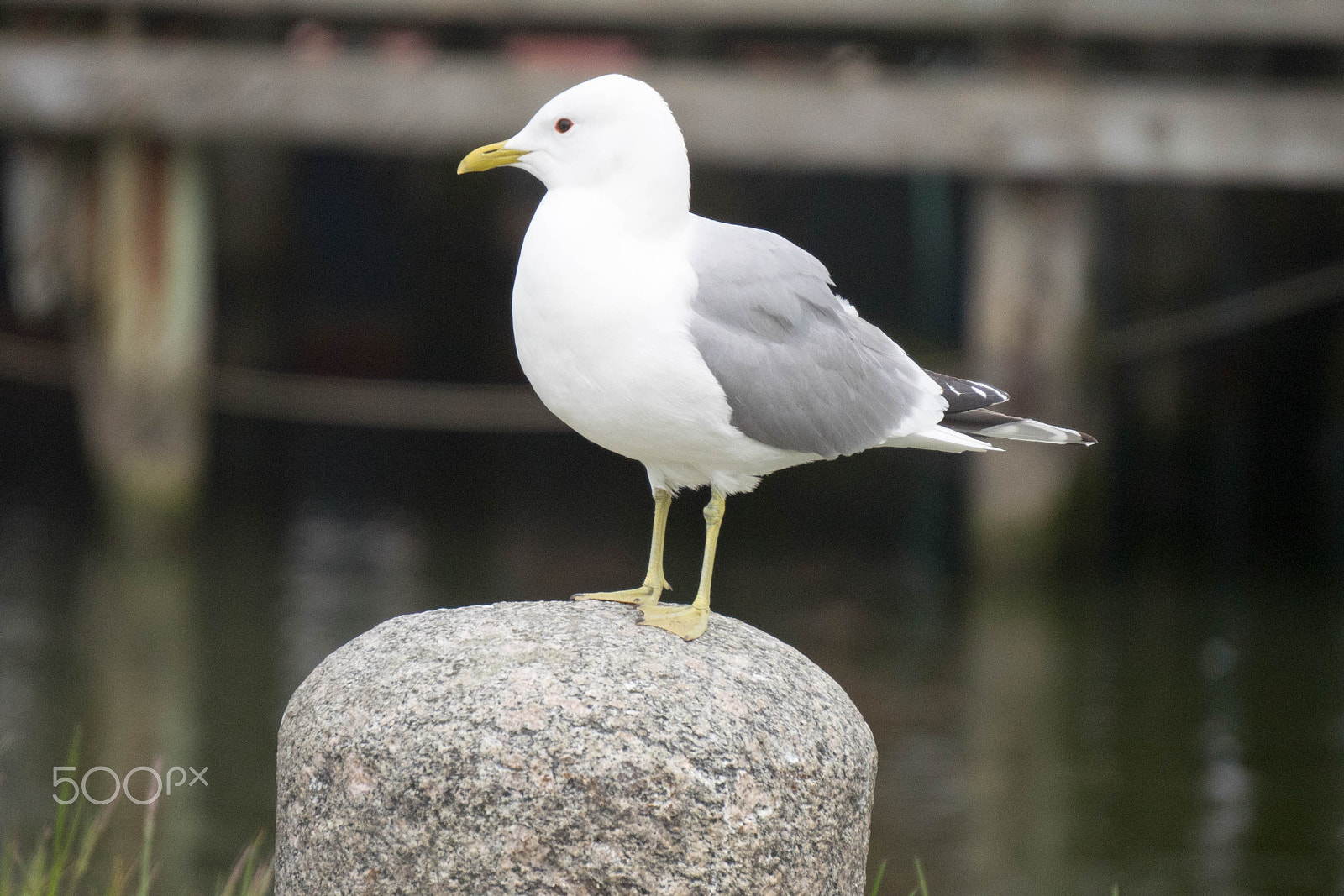 Sony E 55-210mm F4.5-6.3 OSS sample photo. Seagull on bollard photography