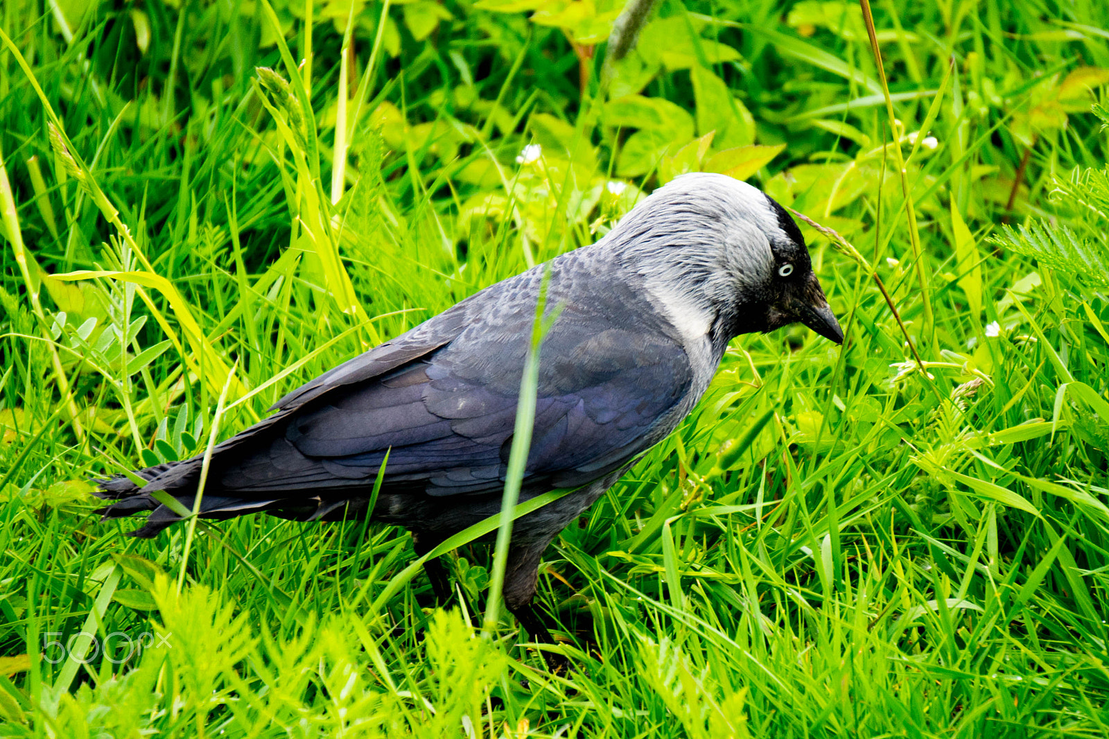 Sony E 55-210mm F4.5-6.3 OSS sample photo. Western jackdaw photography