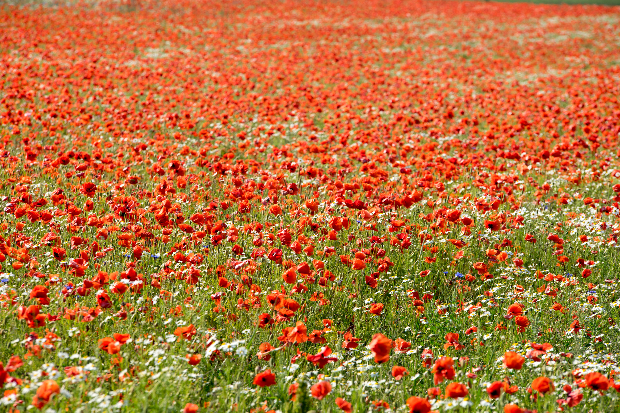 Sigma 70-200mm F2.8 EX DG Macro HSM II sample photo. Poppies photography