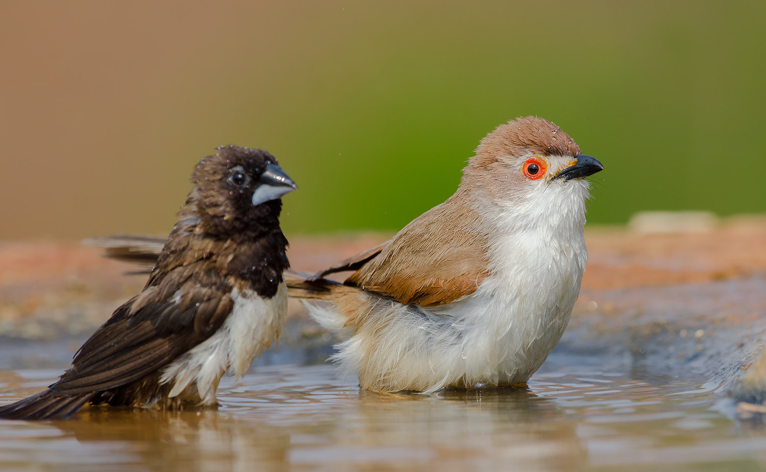 Nikon D7000 + Nikon AF-S Nikkor 500mm F4G ED VR sample photo. Yellow eyed babbler photography