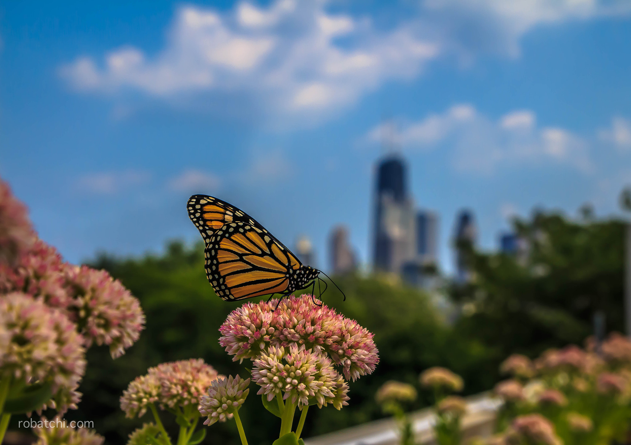 Tamron SP AF 17-50mm F2.8 XR Di II LD Aspherical (IF) sample photo. Butterfly in the city photography