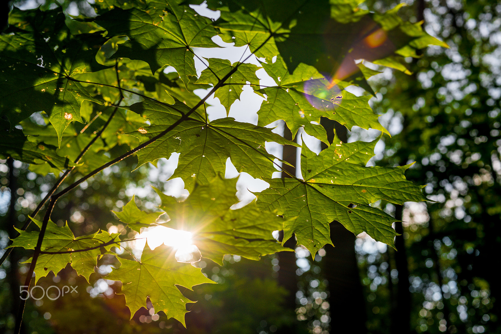 Sony 50mm F1.4 sample photo. In the forest photography