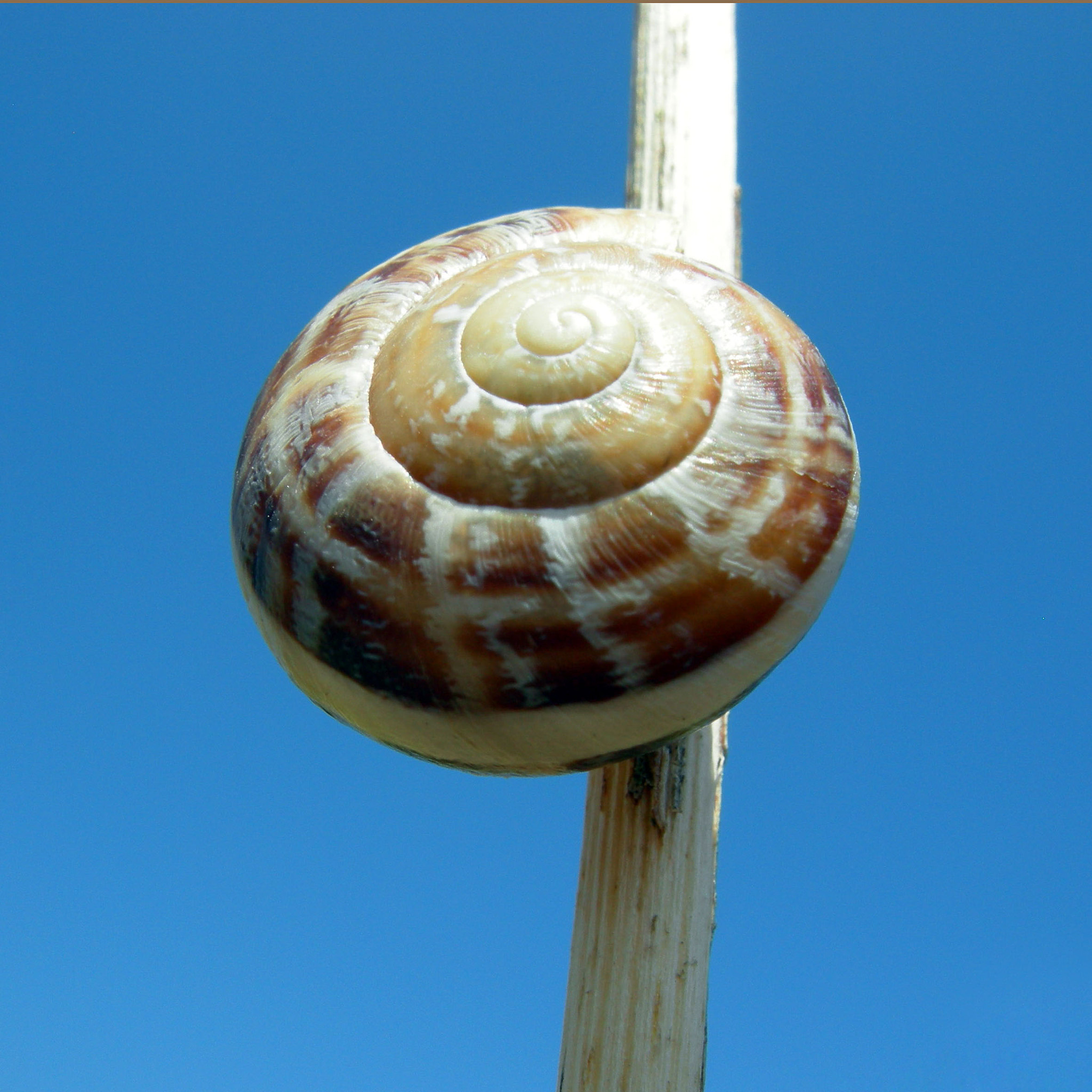 Nikon COOLPIX P1 sample photo. Snail photography