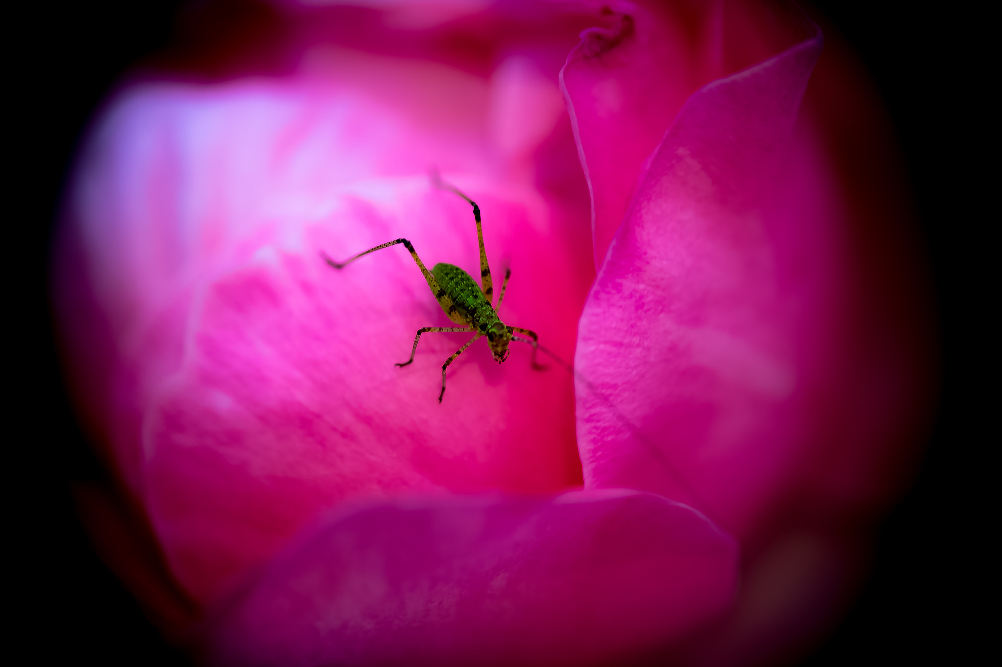 Fujifilm X-Pro1 + Fujifilm XF 60mm F2.4 R Macro sample photo. Jardin photography