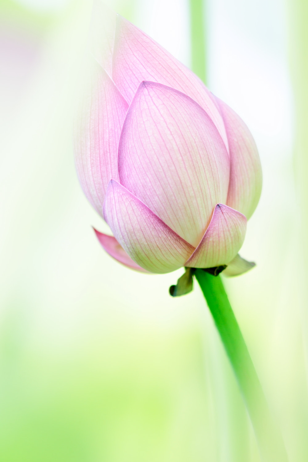 Canon EOS M3 + Canon EF 300mm F4L IS USM sample photo. Lotus photography