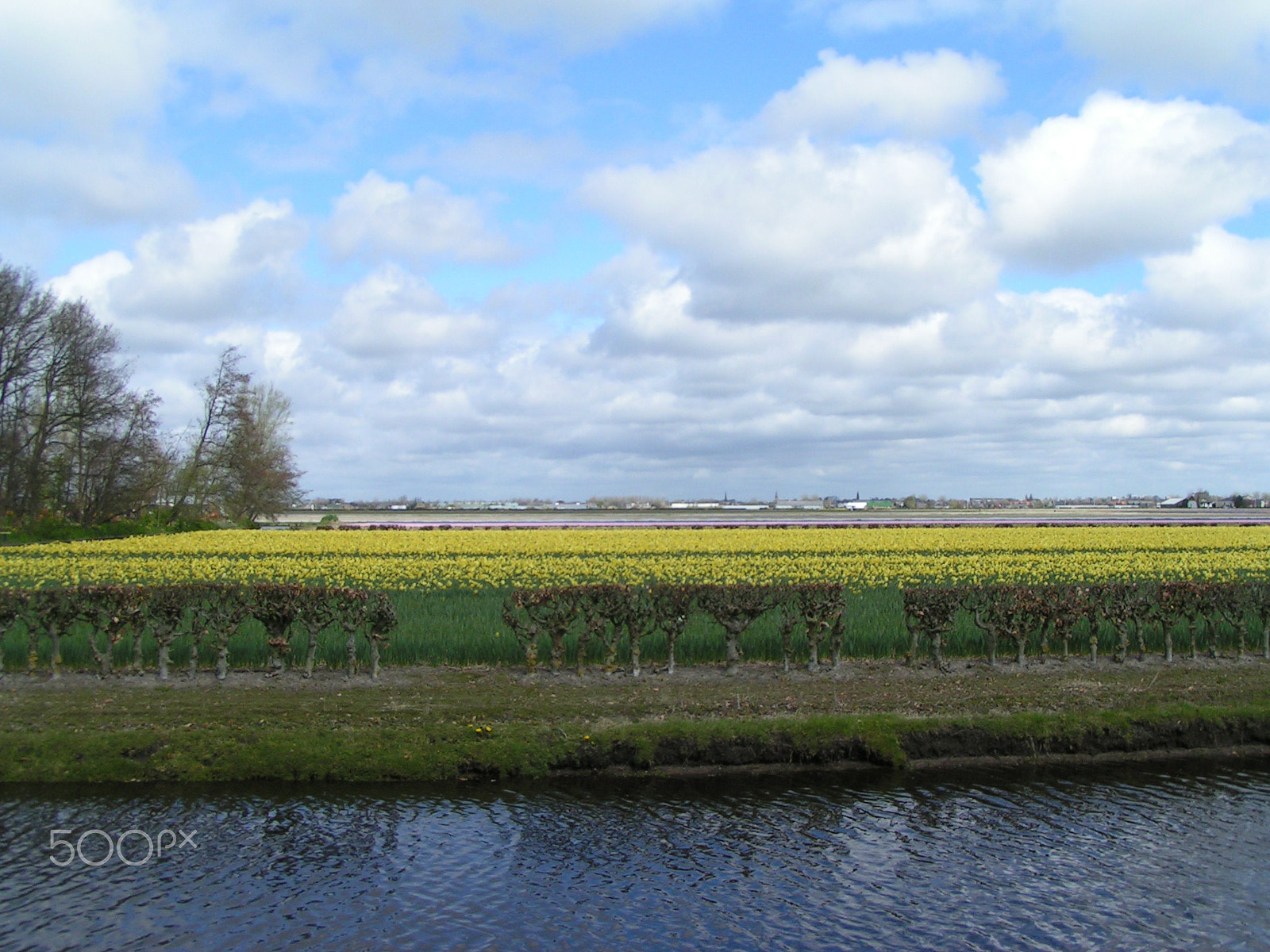 KONICA MINOLTA DiMAGE Z1 sample photo. Dutch bulb fields photography