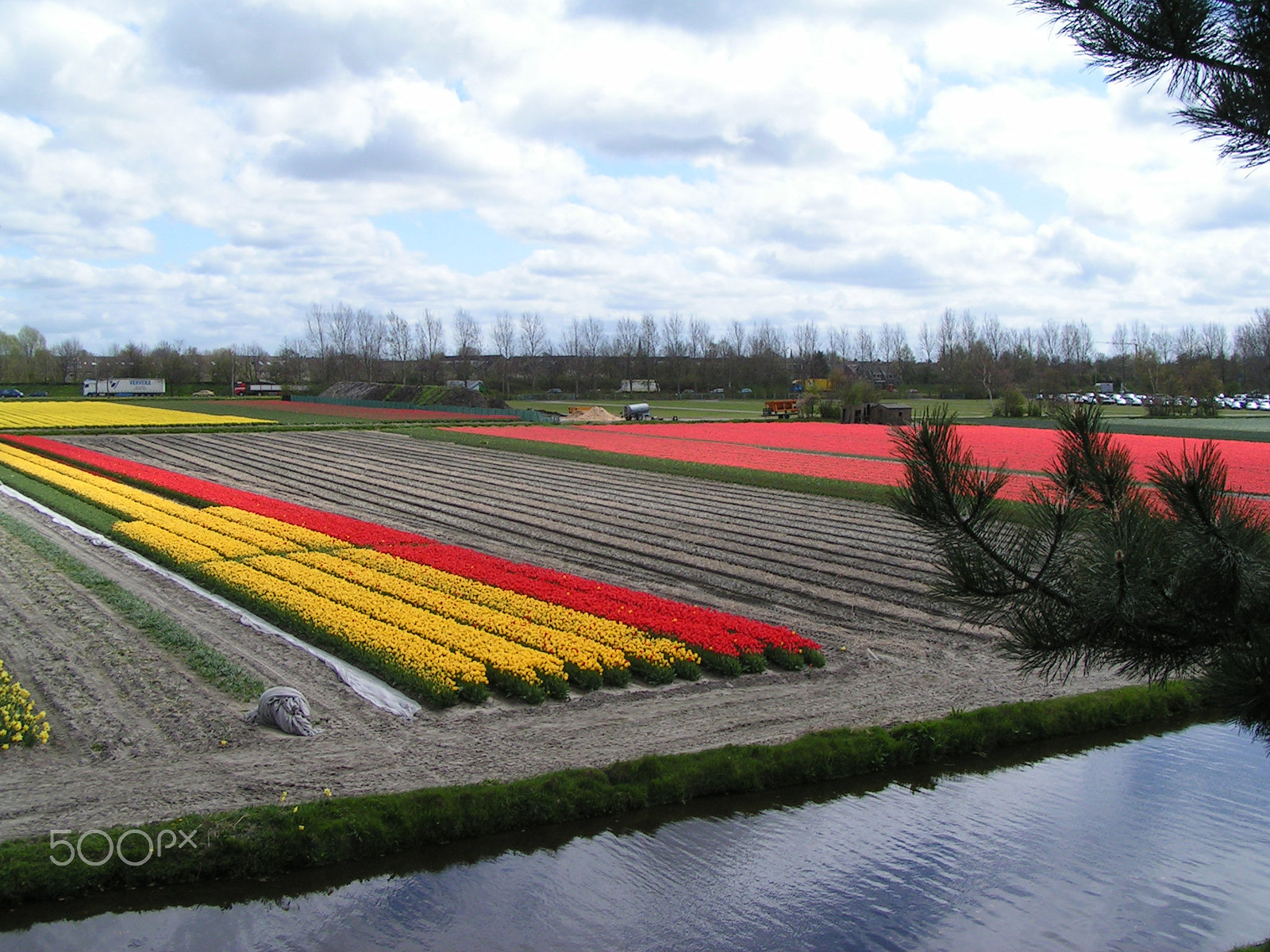 KONICA MINOLTA DiMAGE Z1 sample photo. Dutch bulb fields photography
