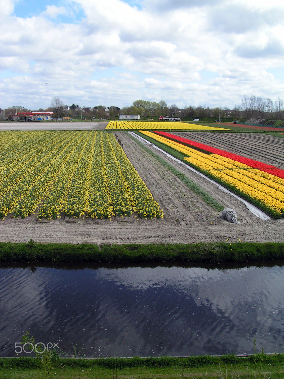 KONICA MINOLTA DiMAGE Z1 sample photo. Dutch bulb fields photography
