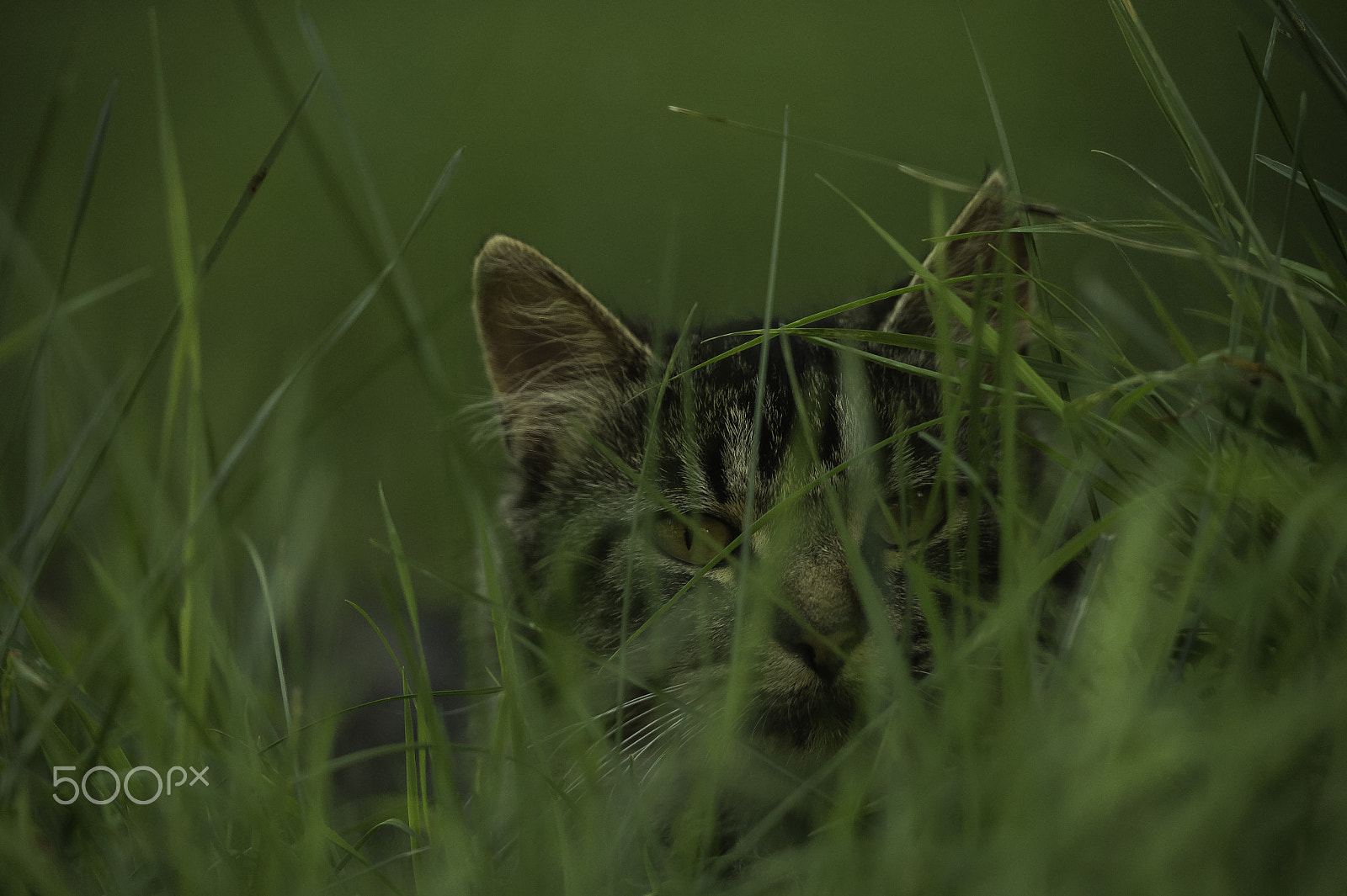 Nikon D4 sample photo. Boule de poils photography