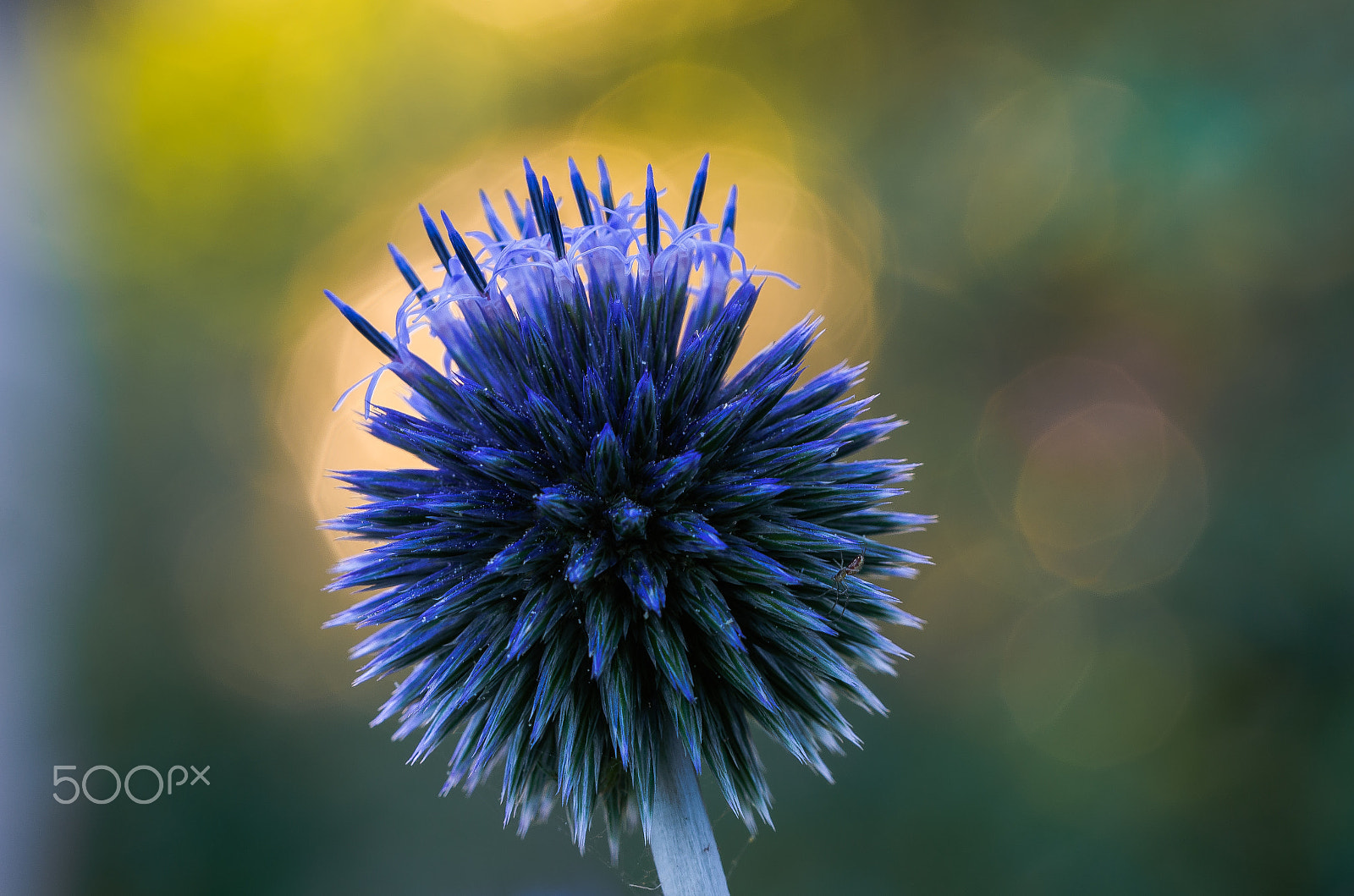 Sigma 150mm F2.8 EX DG OS Macro HSM sample photo. A spider in the evening, hope photography
