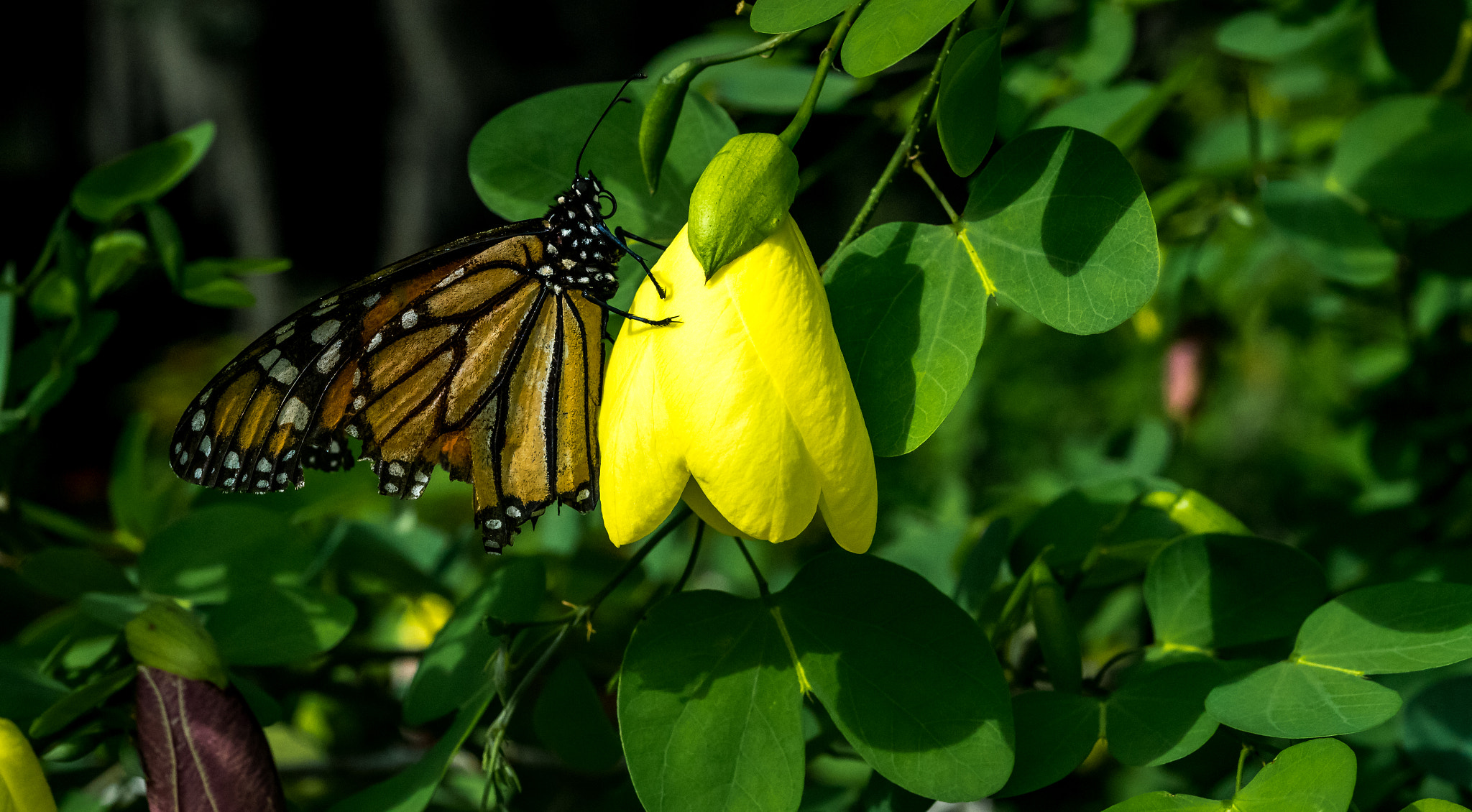 Nikon AF Micro-Nikkor 60mm F2.8D sample photo. Butterfly feeding photography