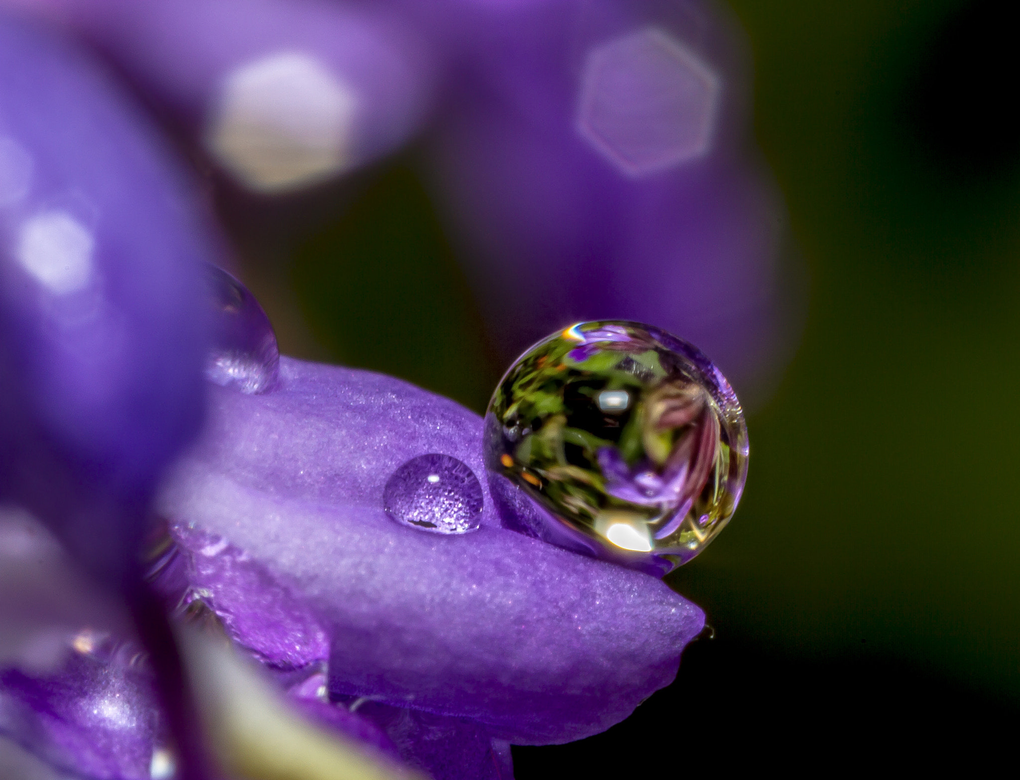 Canon MP-E 65mm F2.5 1-5x Macro Photo sample photo. On the  edge photography