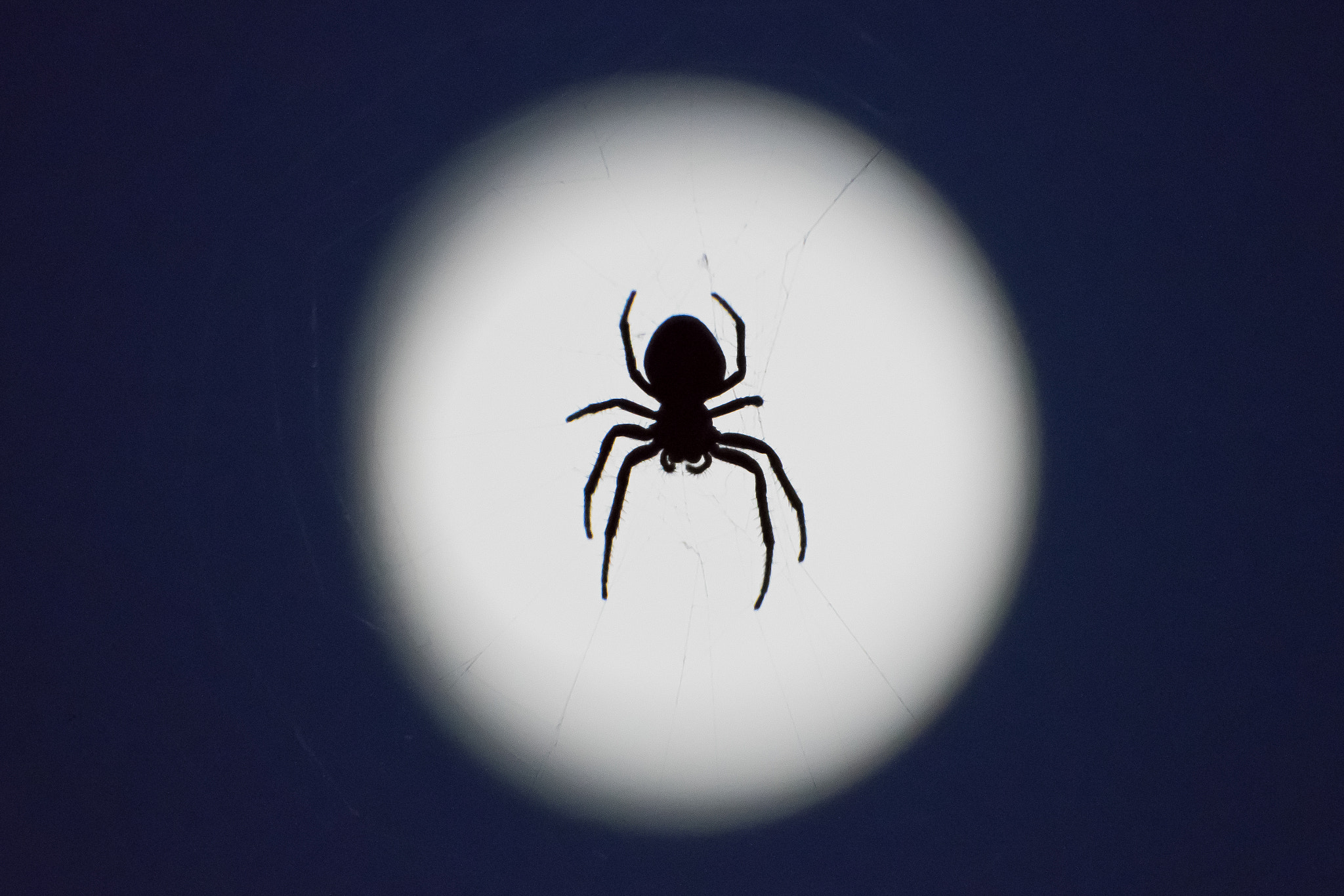 Nikon D500 + Tamron SP 70-300mm F4-5.6 Di VC USD sample photo. Spider and moon photography