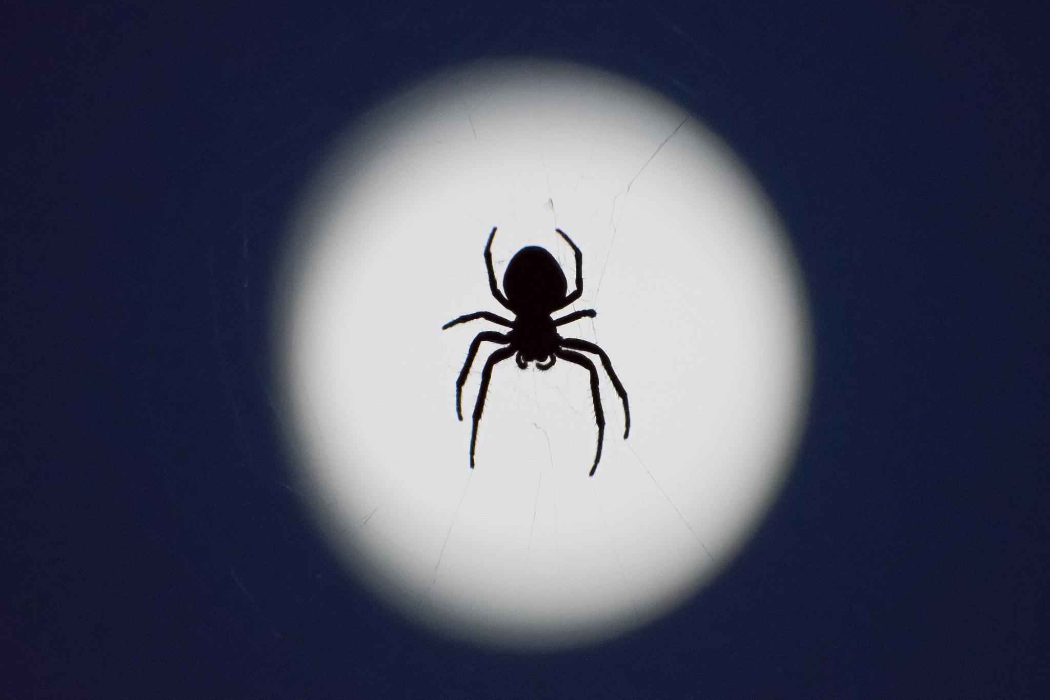Nikon D500 sample photo. Spider and moon photography