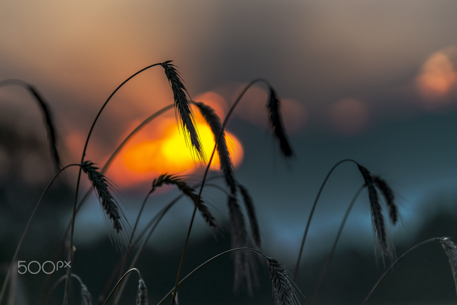 Sony a7R II + Tamron SP 70-200mm F2.8 Di VC USD sample photo. Wheat photography