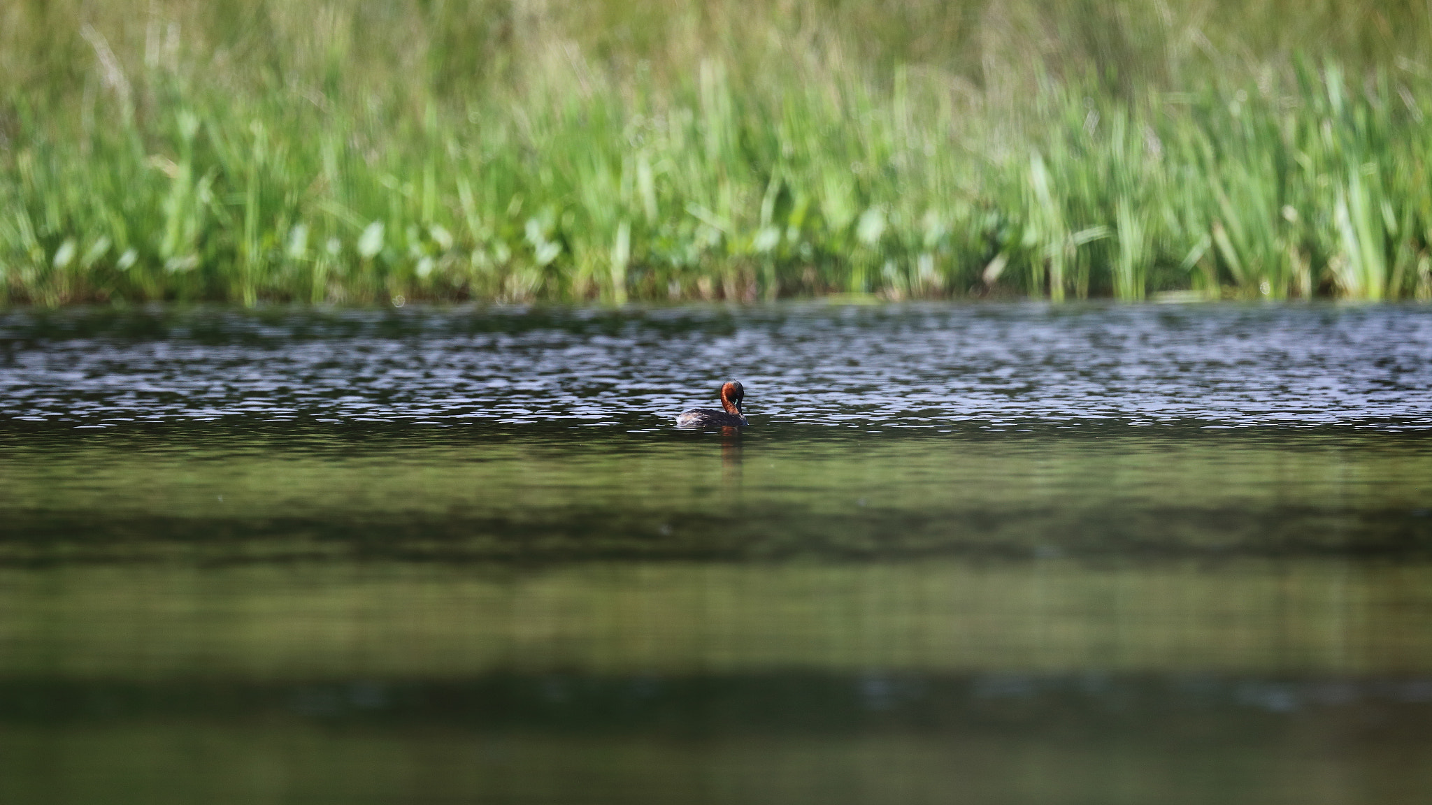 Canon EOS 70D + Canon EF 100-400mm F4.5-5.6L IS USM sample photo. Solo duck photography
