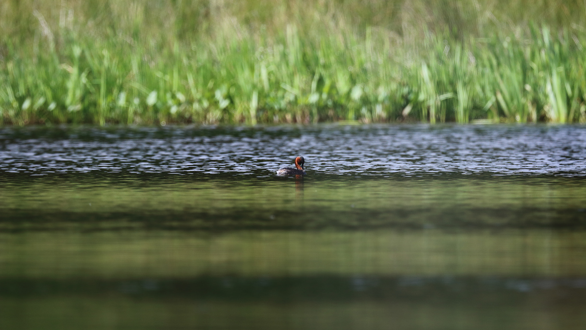 Canon EF 100-400mm F4.5-5.6L IS USM sample photo. Solo duck photography