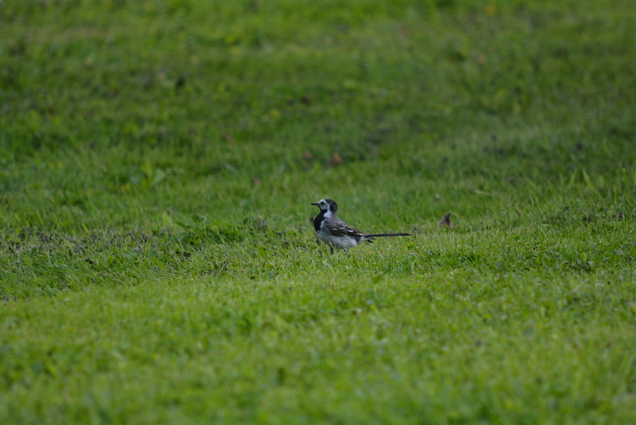 Nikon D7100 + AF Nikkor 70-210mm f/4-5.6 sample photo. On the meadow photography