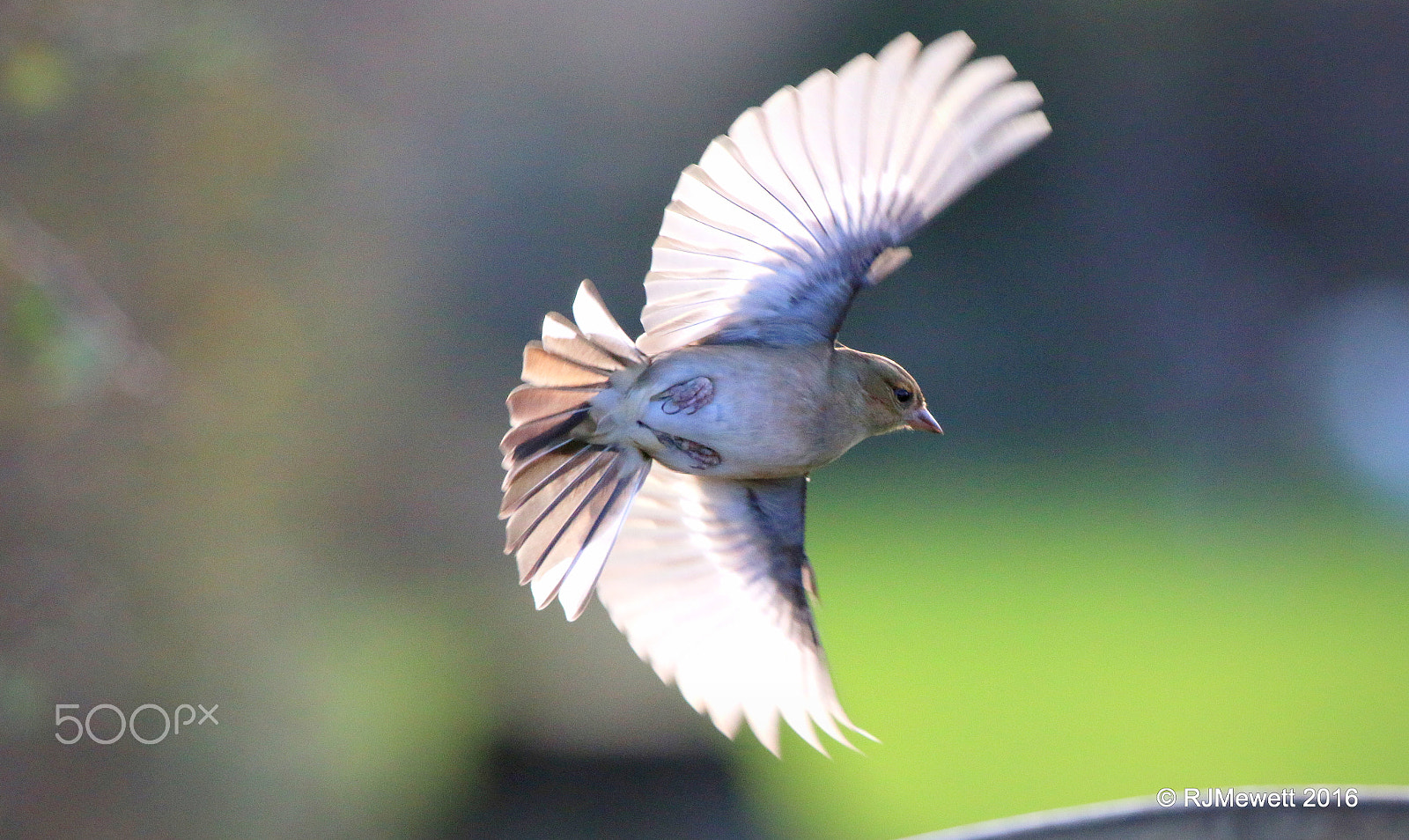 Canon EOS 70D + Canon EF 100-400mm F4.5-5.6L IS USM sample photo. Wings of an angel.....female chaffinch photography