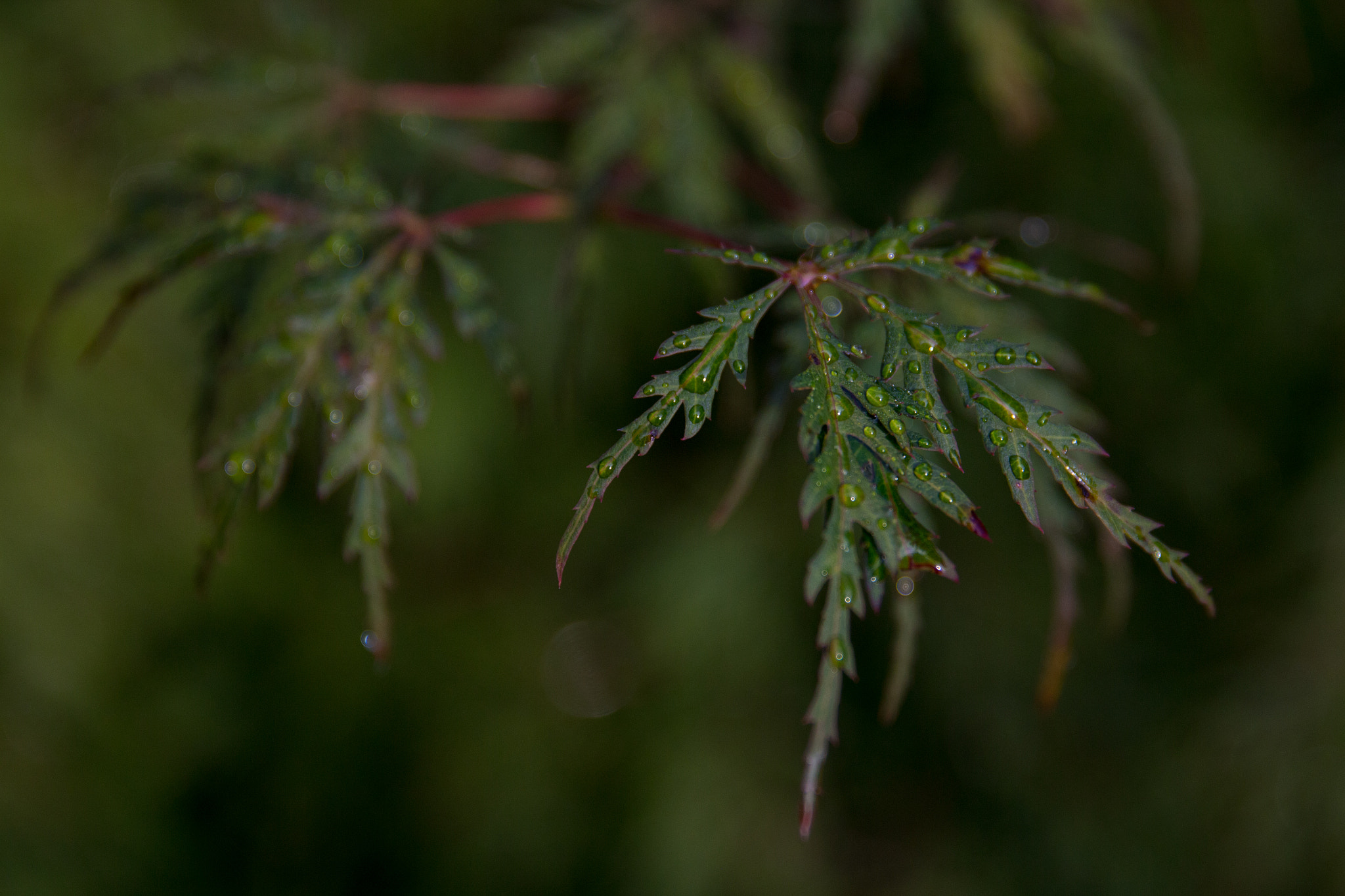 Canon EOS 650D (EOS Rebel T4i / EOS Kiss X6i) sample photo. Japanese maple leaf photography