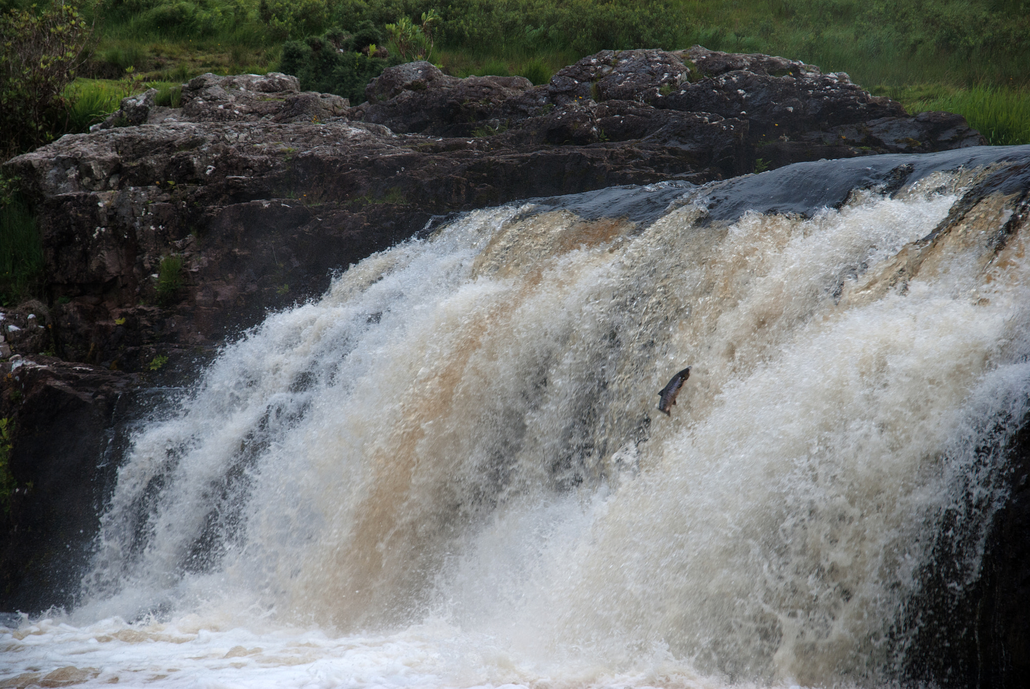 Sigma 18-200mm F3.5-6.3 DC OS HSM sample photo. Jumping salmon photography