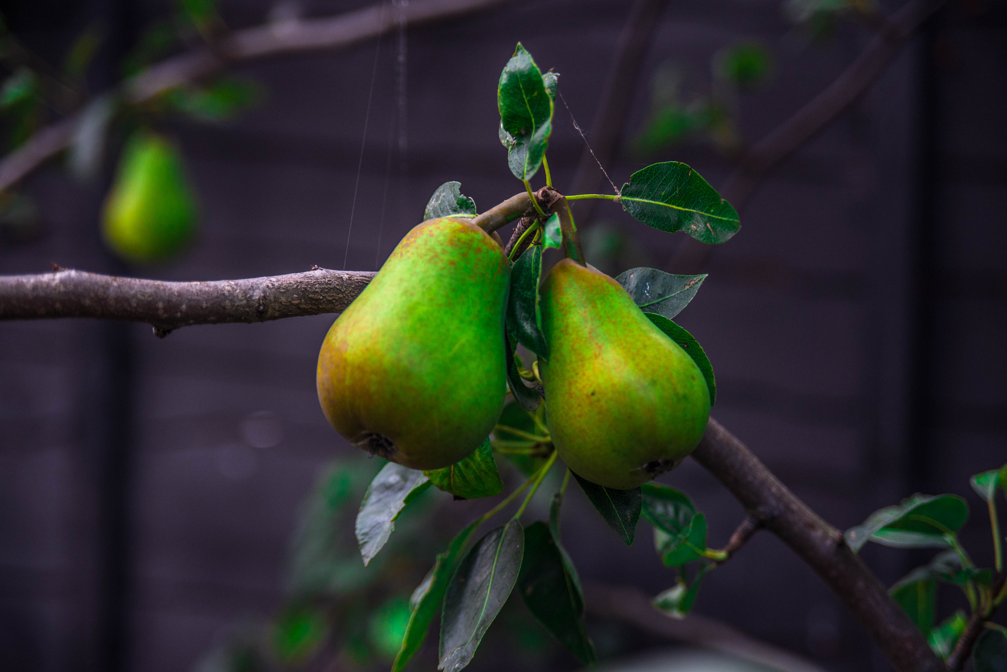 AF Zoom-Nikkor 28-105mm f/3.5-4.5D IF sample photo. Pears getting ready photography