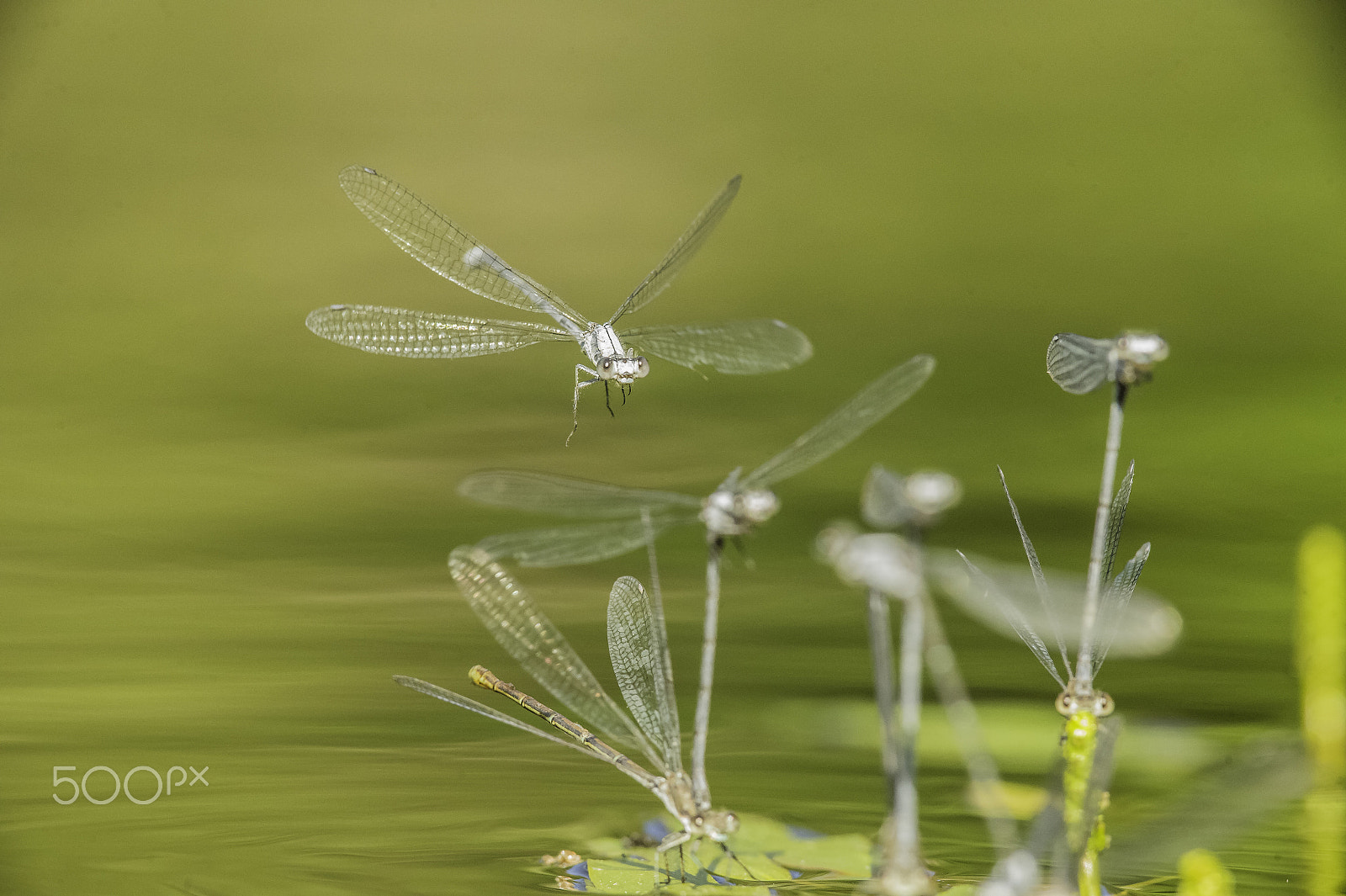 Nikon D4 + Nikon AF-S Nikkor 300mm F4D ED-IF sample photo. Libellule atter photography