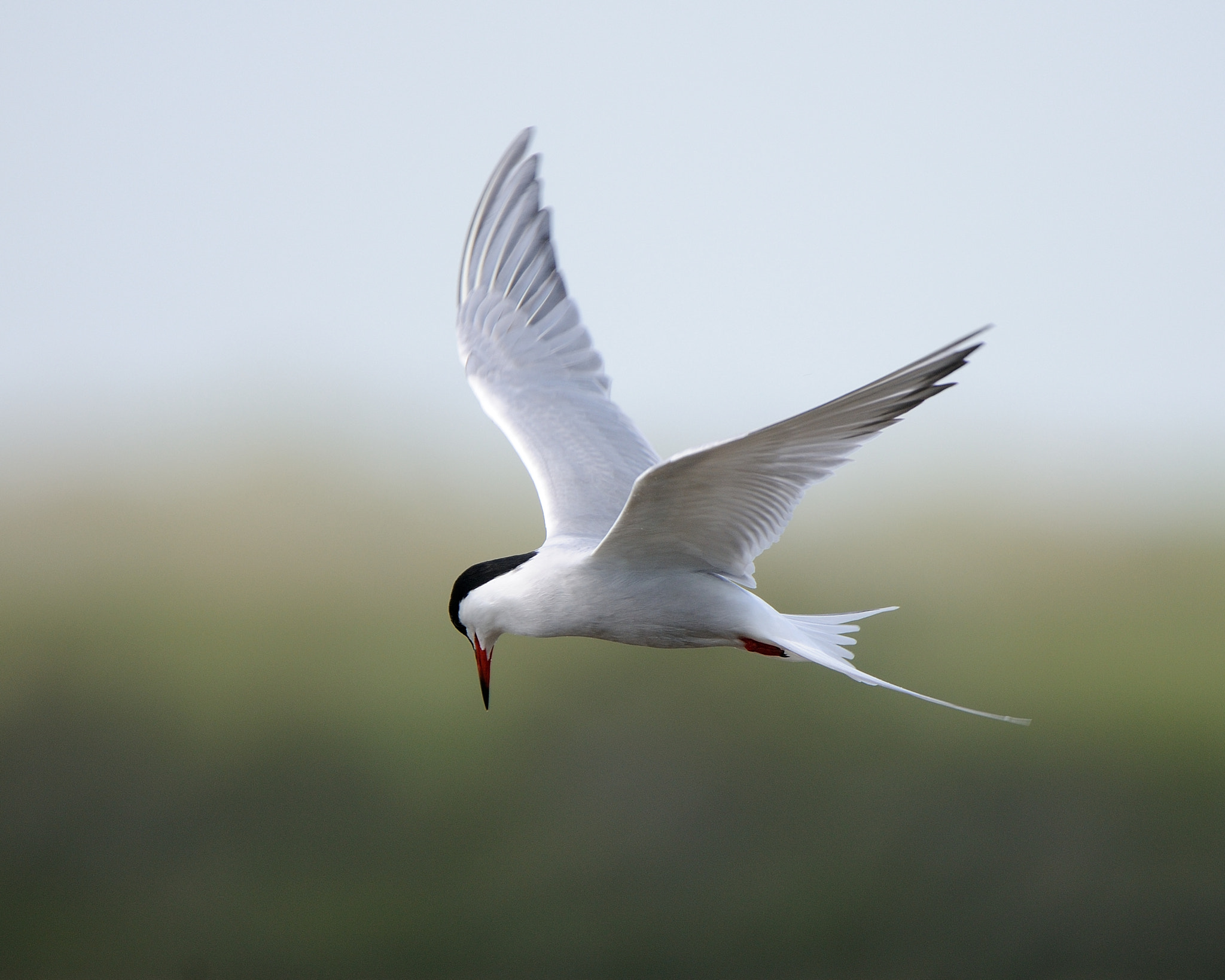Nikon D300 sample photo. Common tern photography